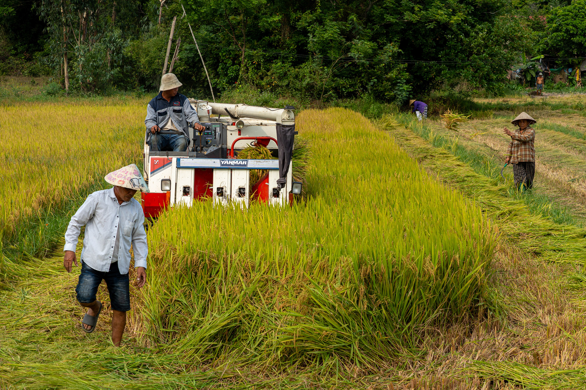 Combine harvester cutting rice in a field in Thăng An near Hoi An, Vietnam