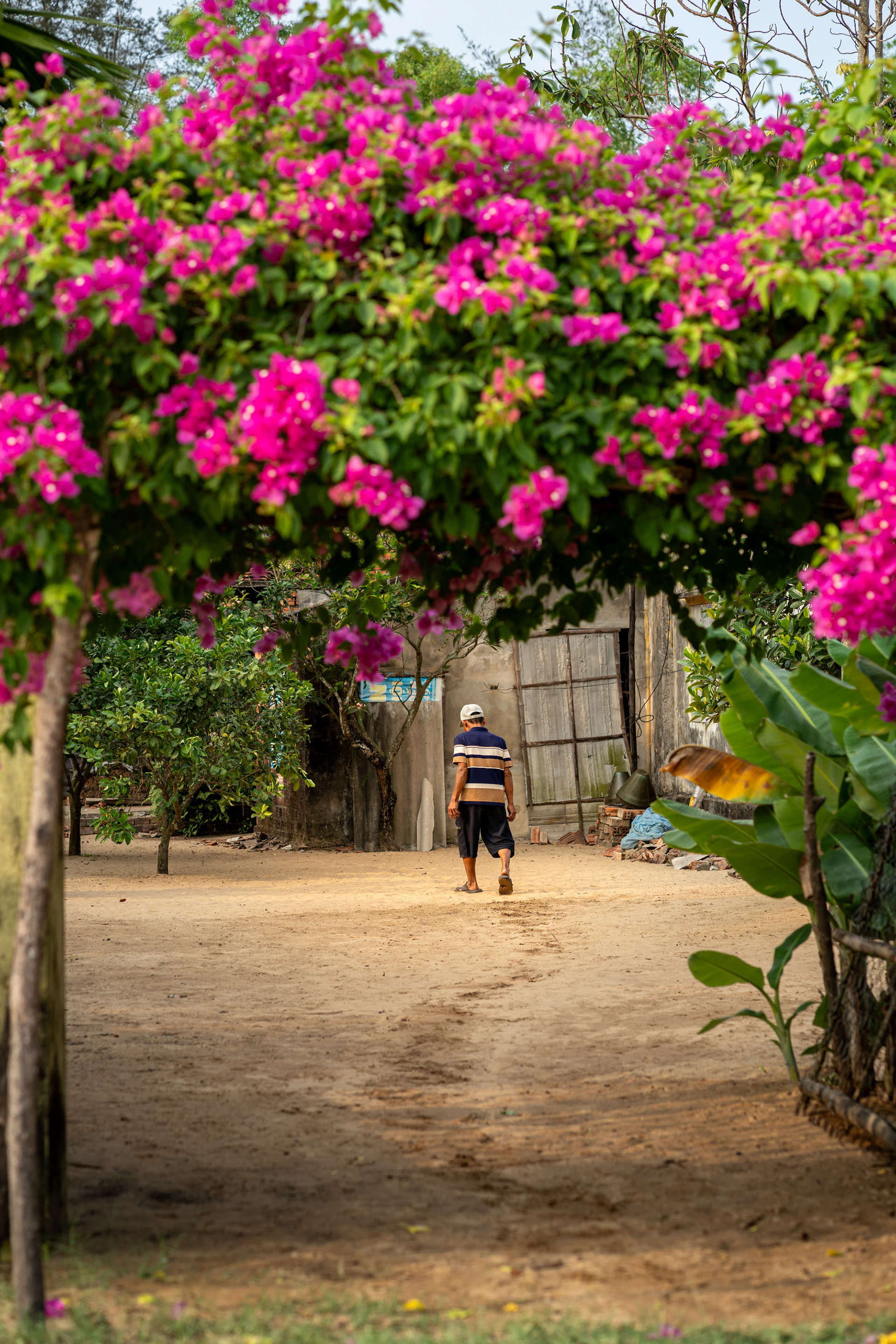 Man walking beneath bougainvillea outside rural home in Duy Nghĩa near Hoi An, Vietnam