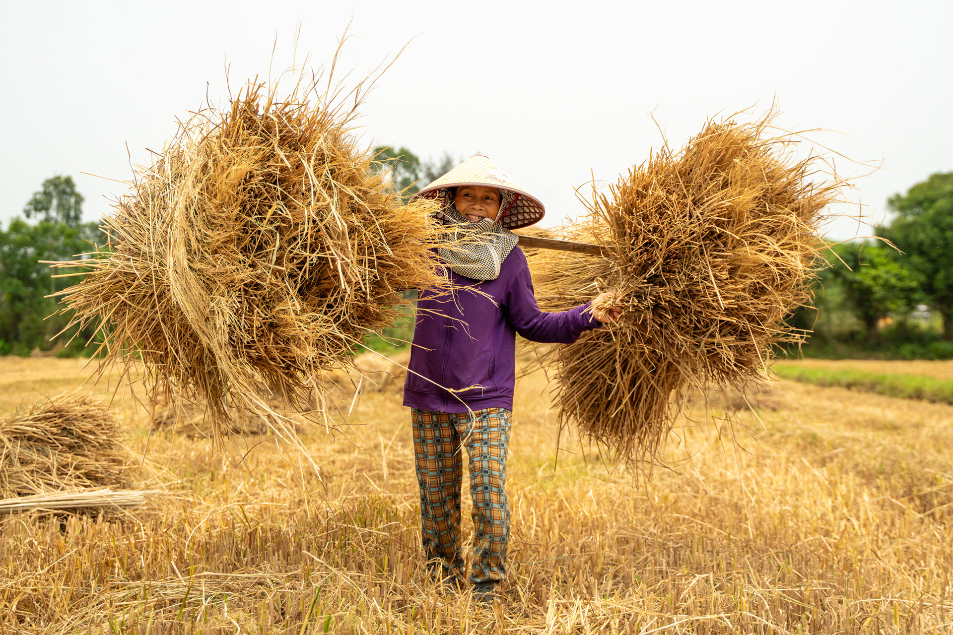 Farmer carrying bundle of harvested hay over shoulder in Duy Nghĩa near Hoi An, Vietnam
