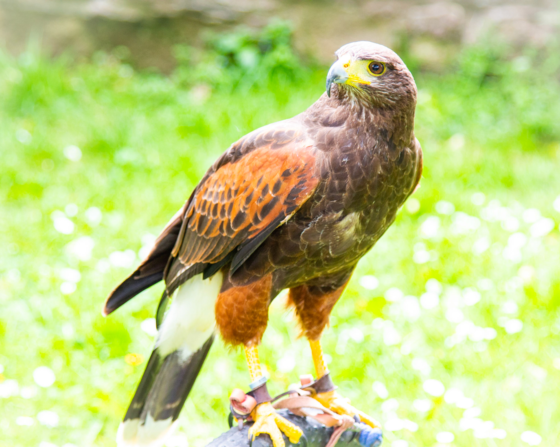 Harris Hawk alertness