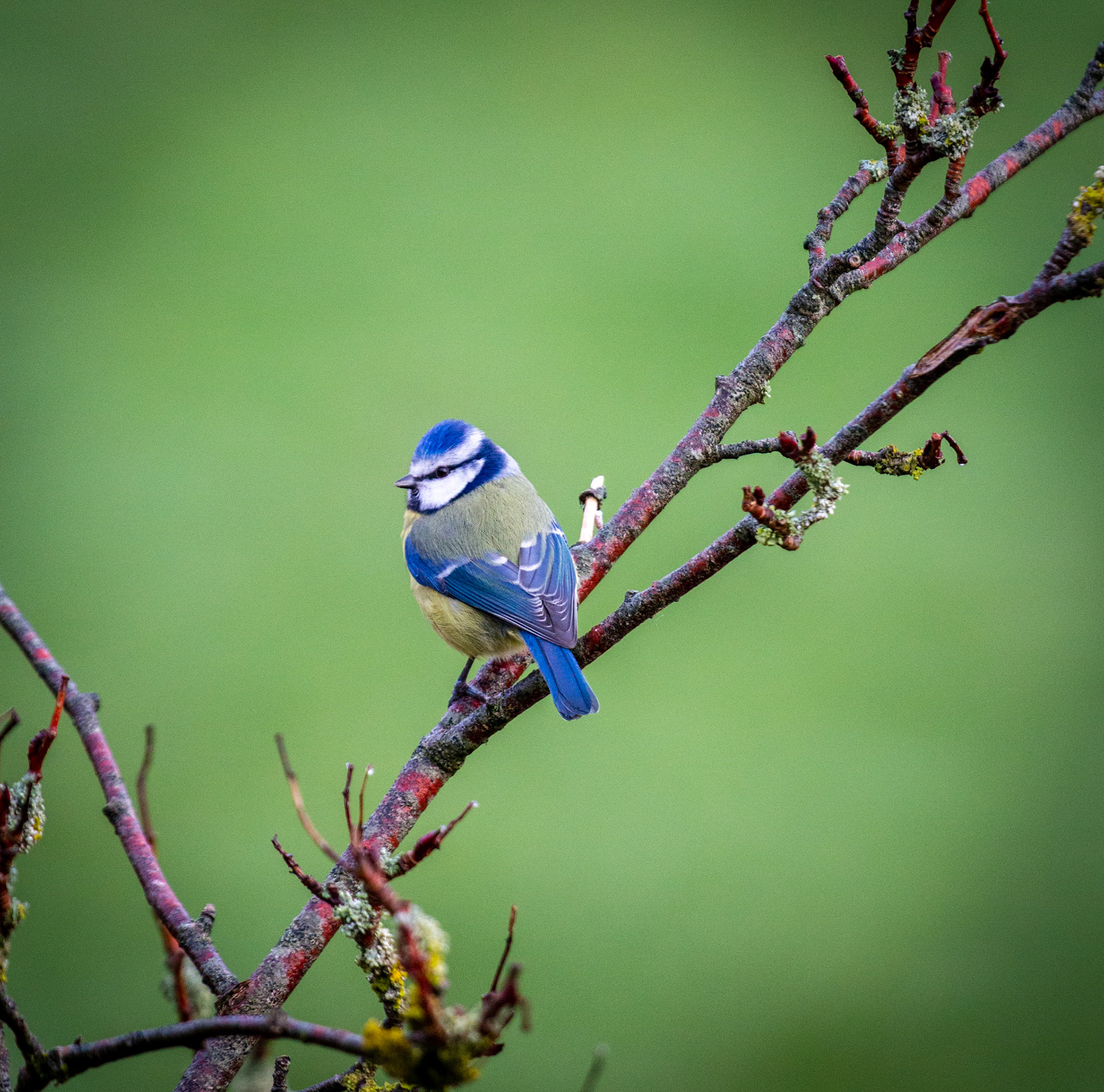 Great Tit posing