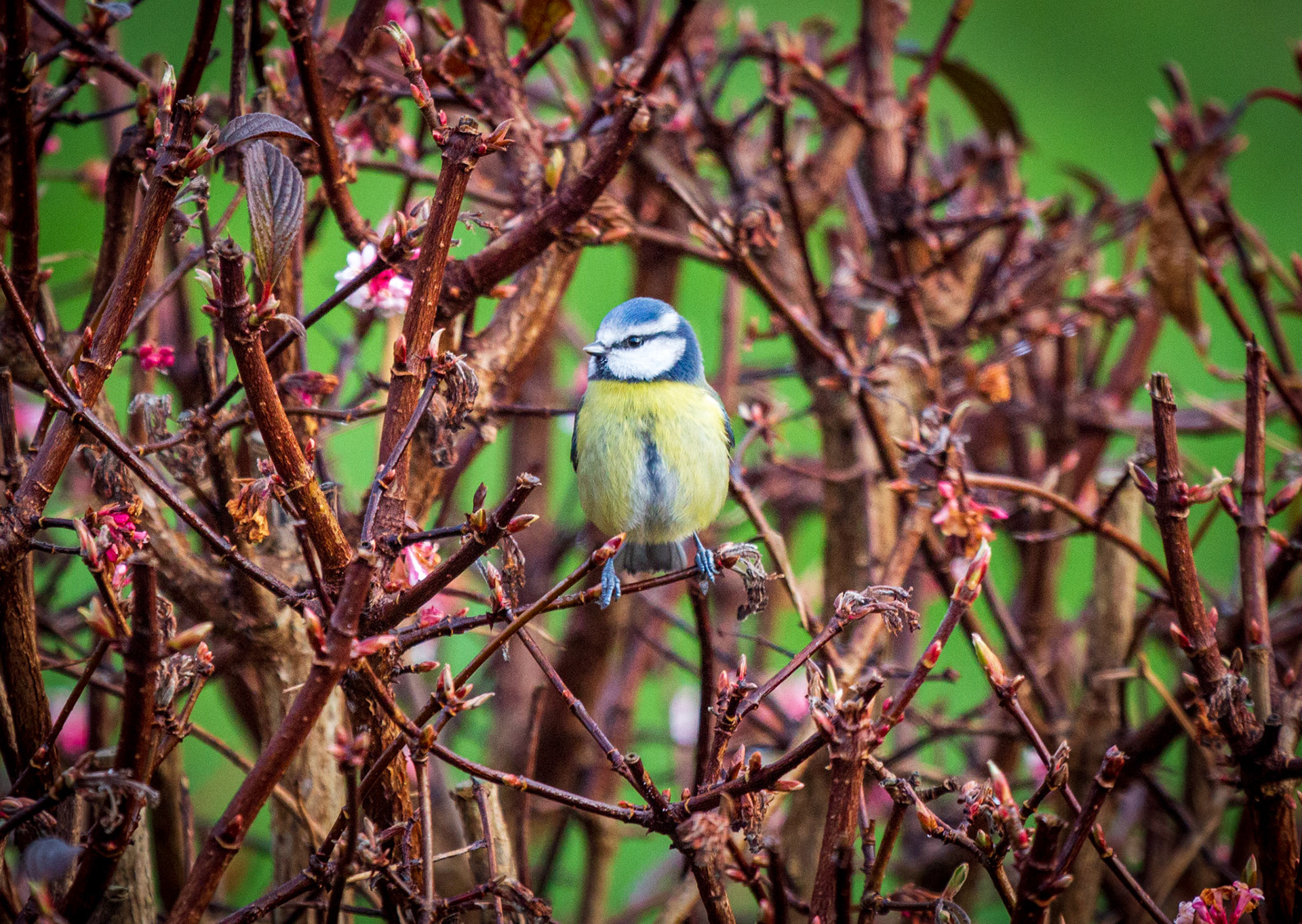 Blue Tit protection 