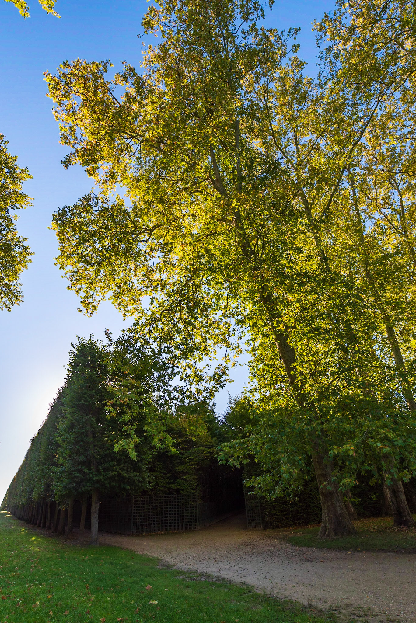 Jardins du Château de Versailles, un matin d'automne