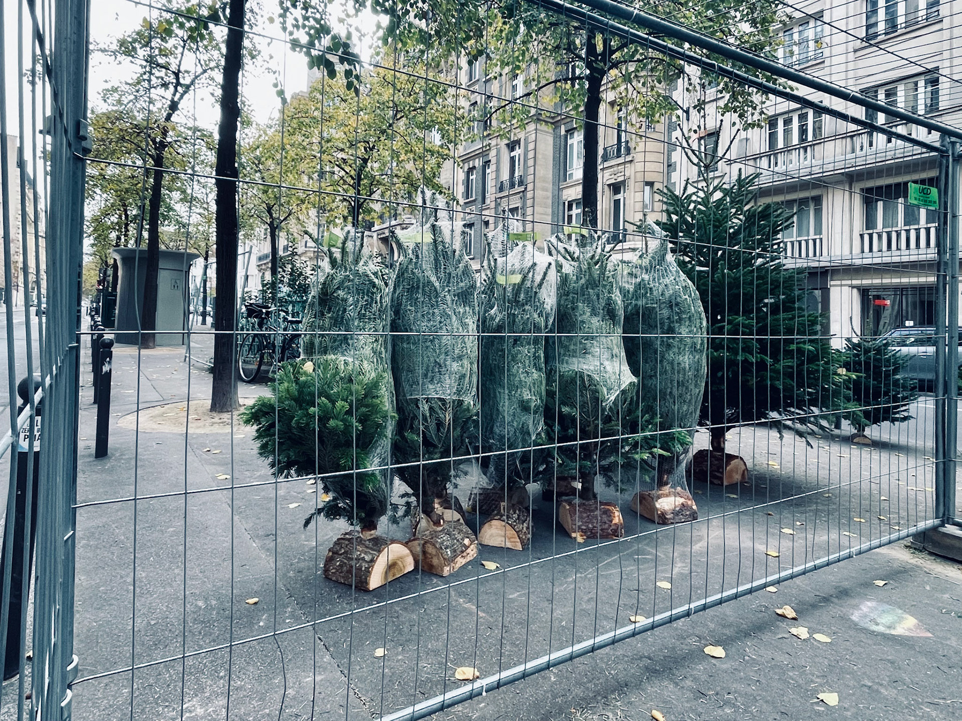 22 novembre : Sapin cherche preneur...