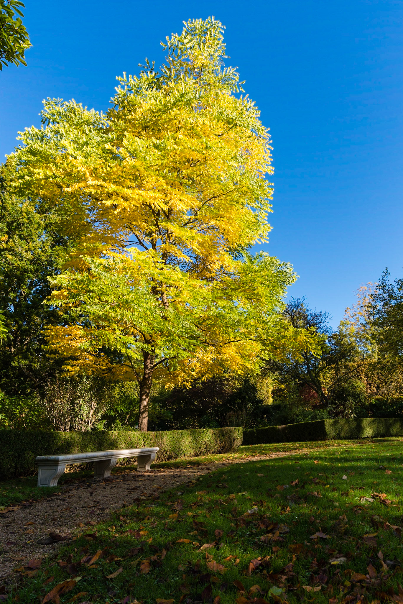 Jardins du Château de Versailles, un matin d'automne