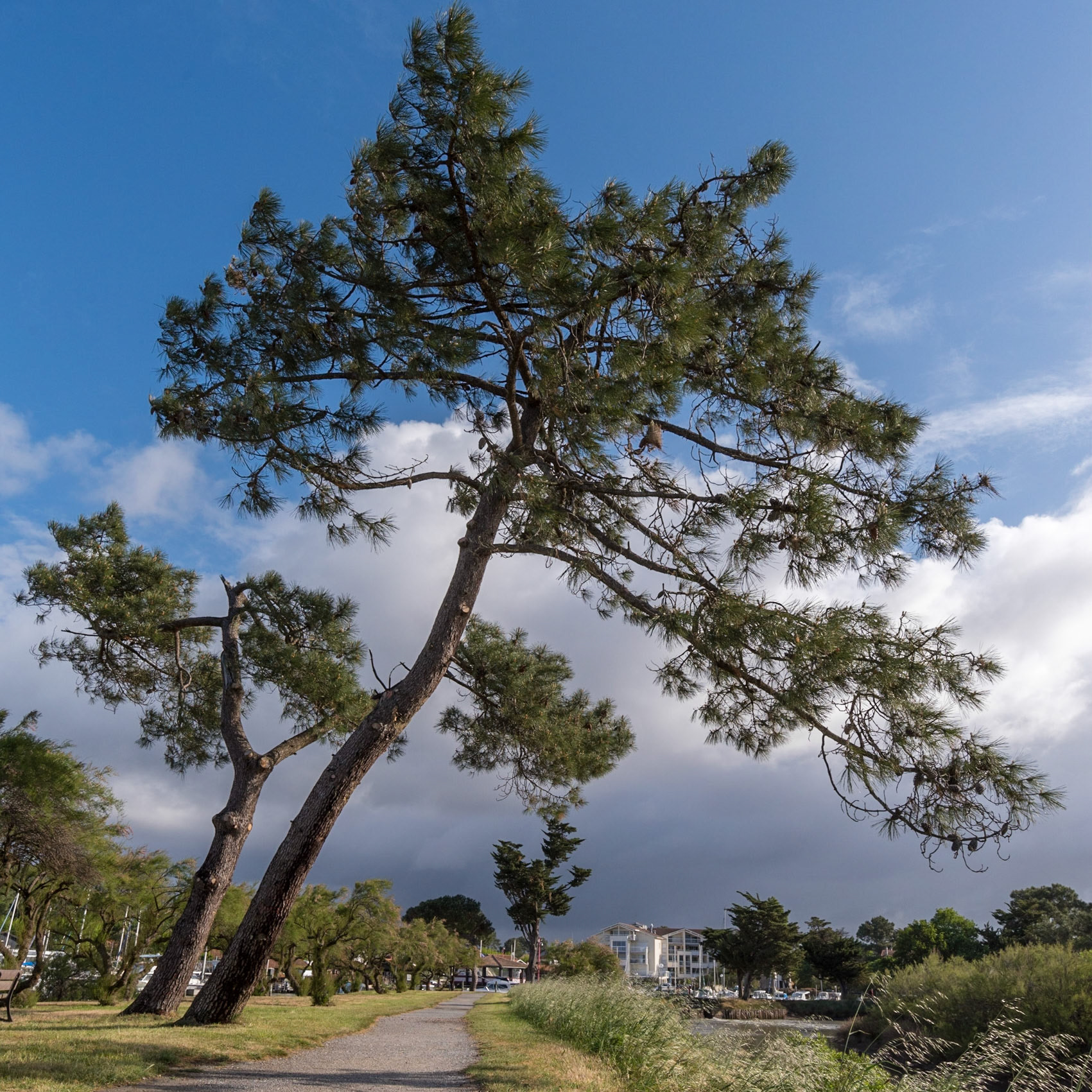 "Penché par le vent" au bord du bassin d'Arcachon, au printemps 2017