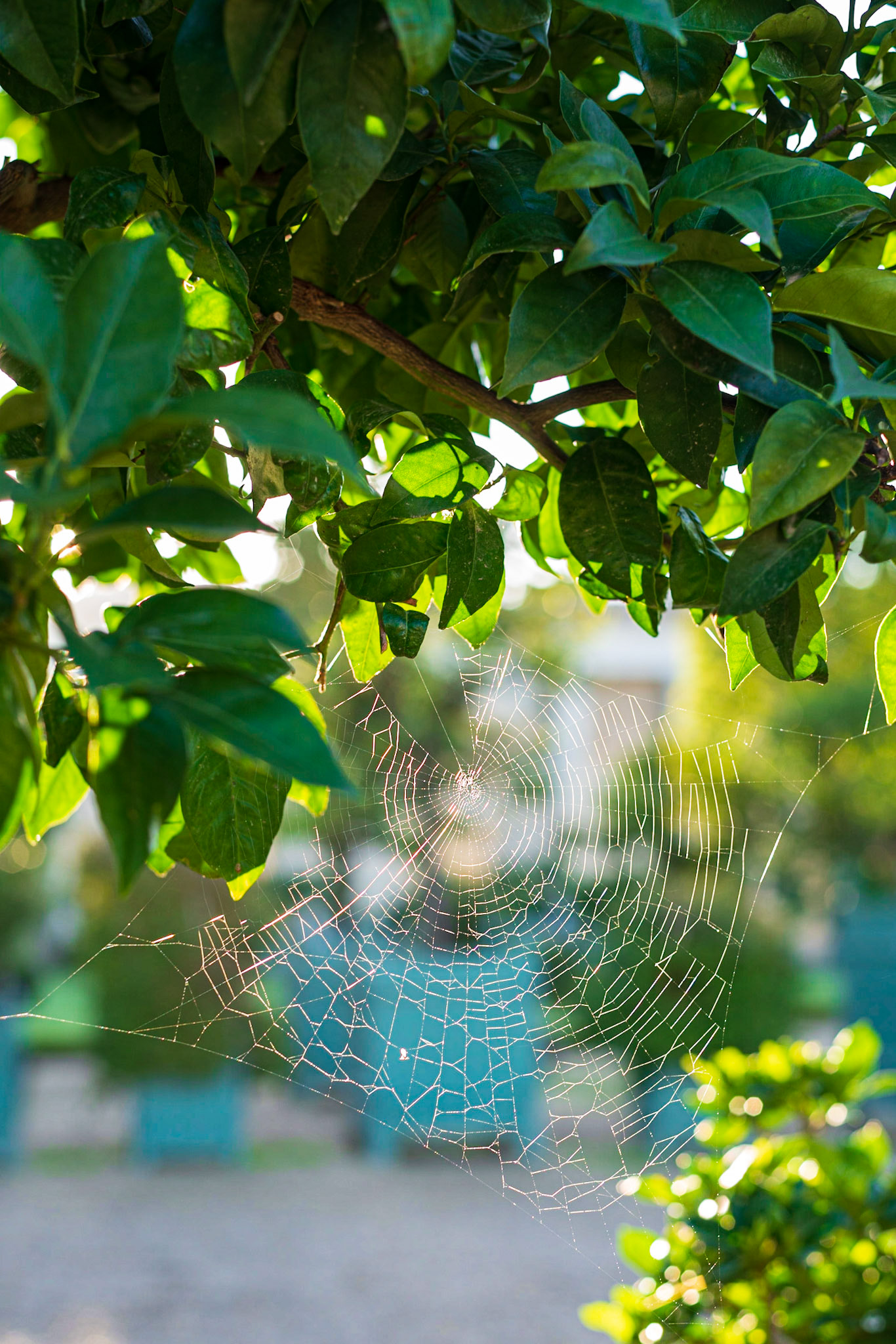 Jardins du Château de Versailles, un matin d'automne