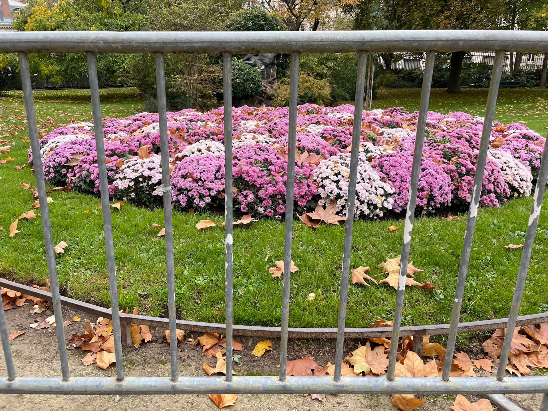 11 novembre : Toujours des barrières 🌸🥀