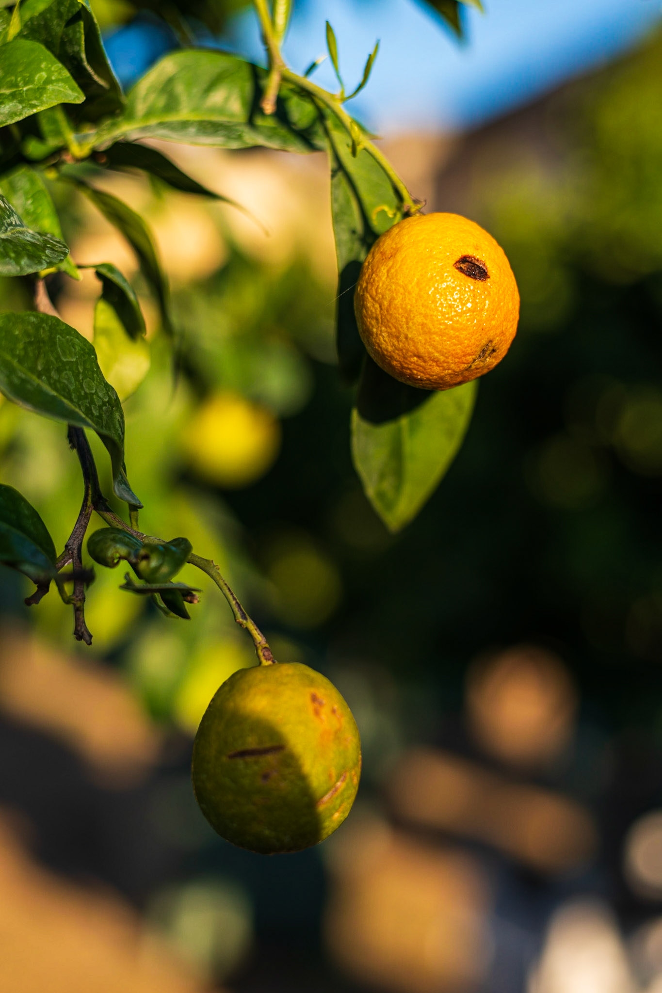 Jardins du Château de Versailles, un matin d'automne
