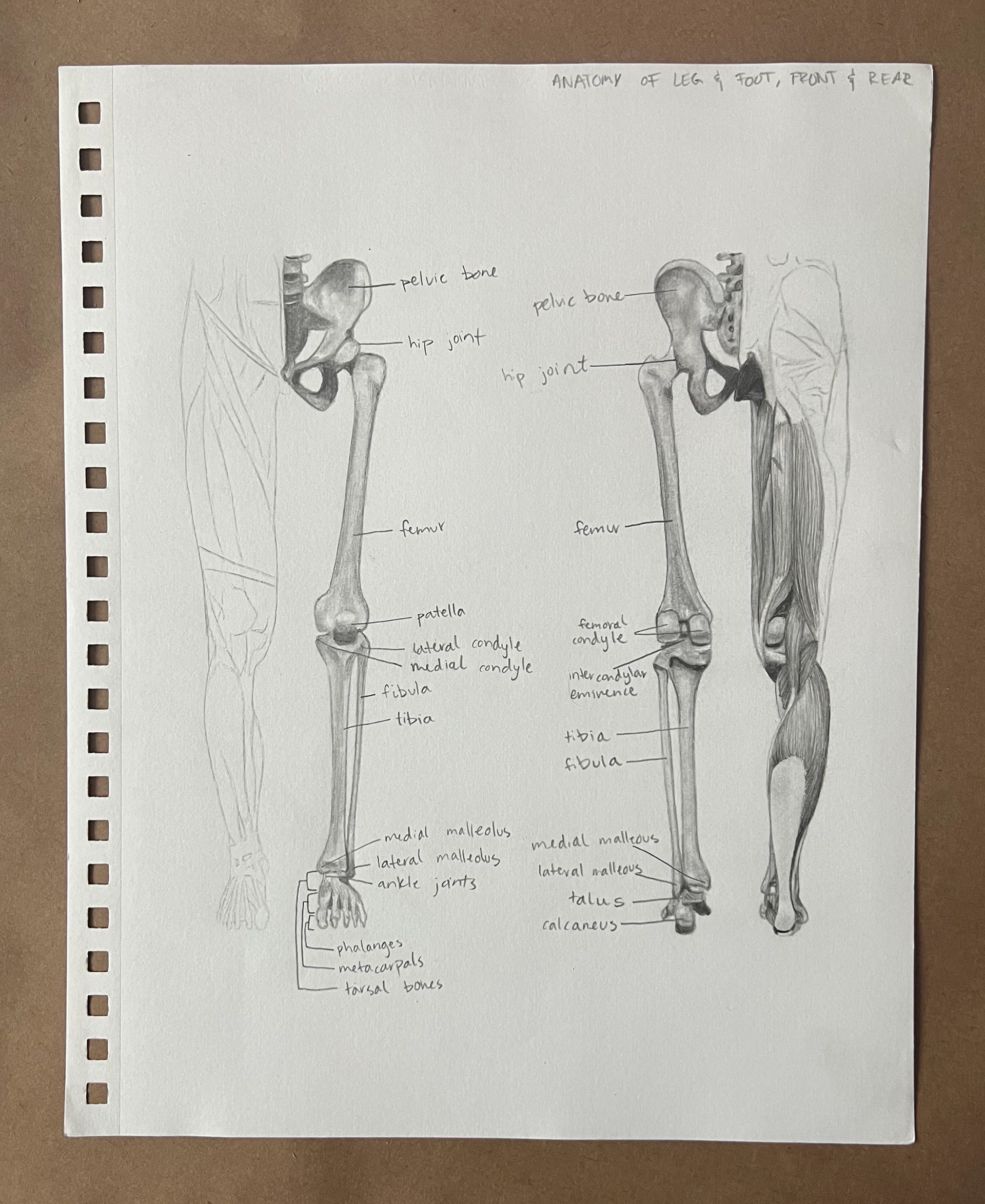 Anatomy #5, Charcoal and Graphite on Paper, 2022