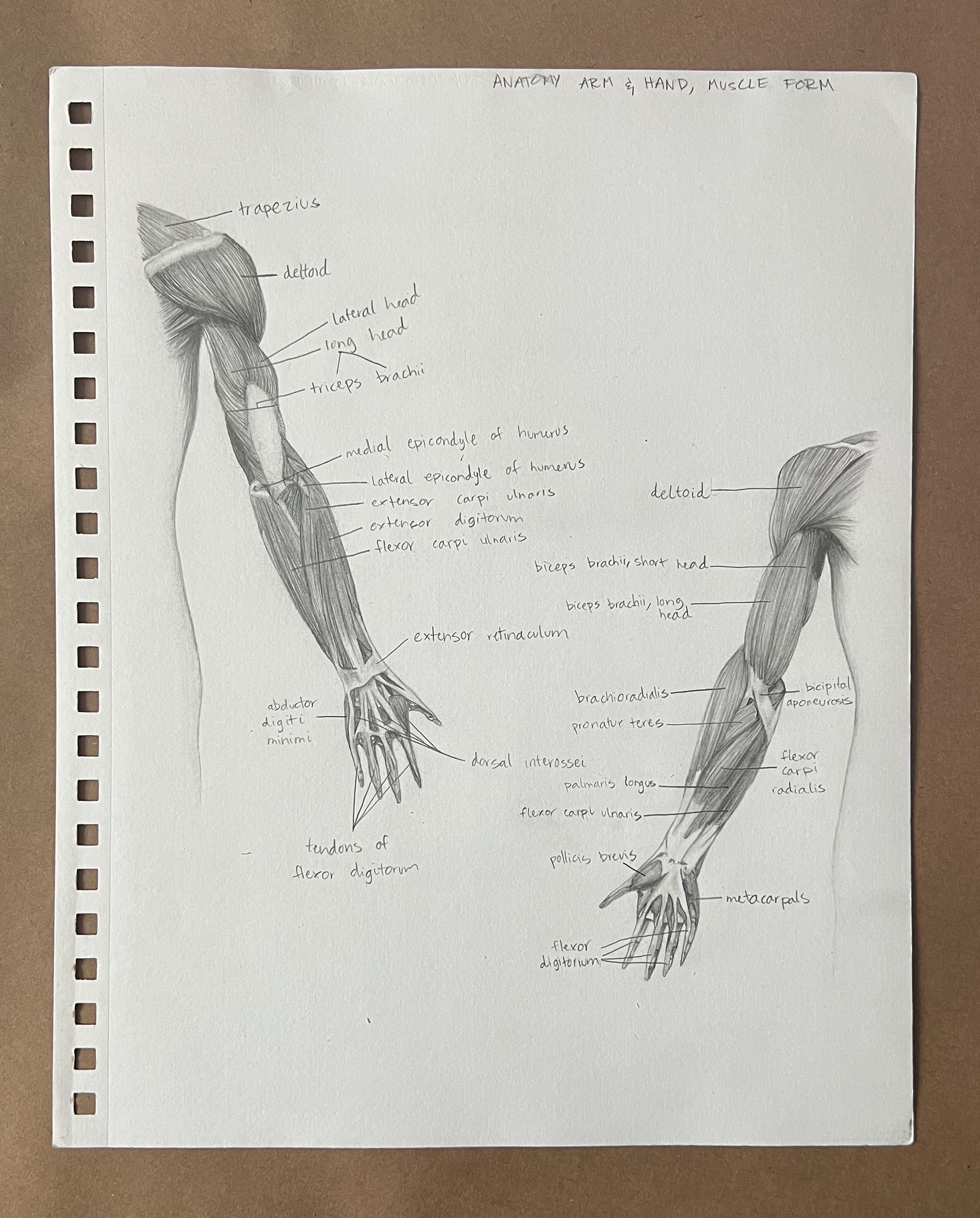 Anatomy #3, Charcoal and Graphite on Paper, 2022
