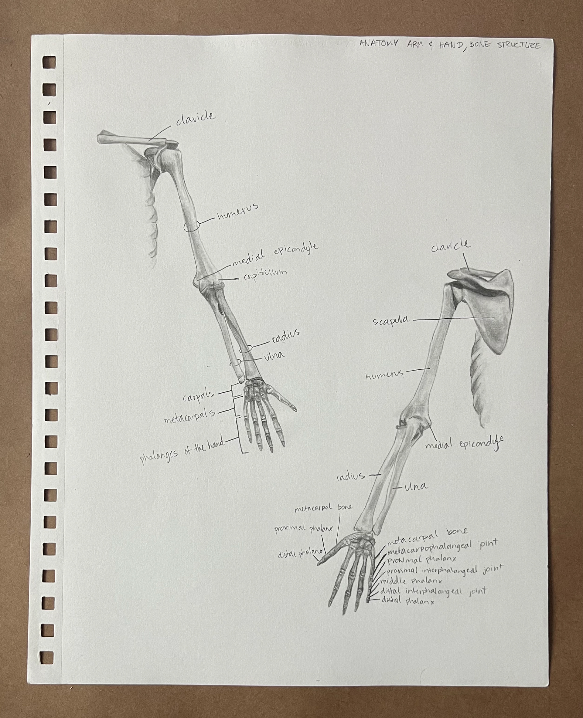 Anatomy #4, Charcoal and Graphite on Paper, 2022