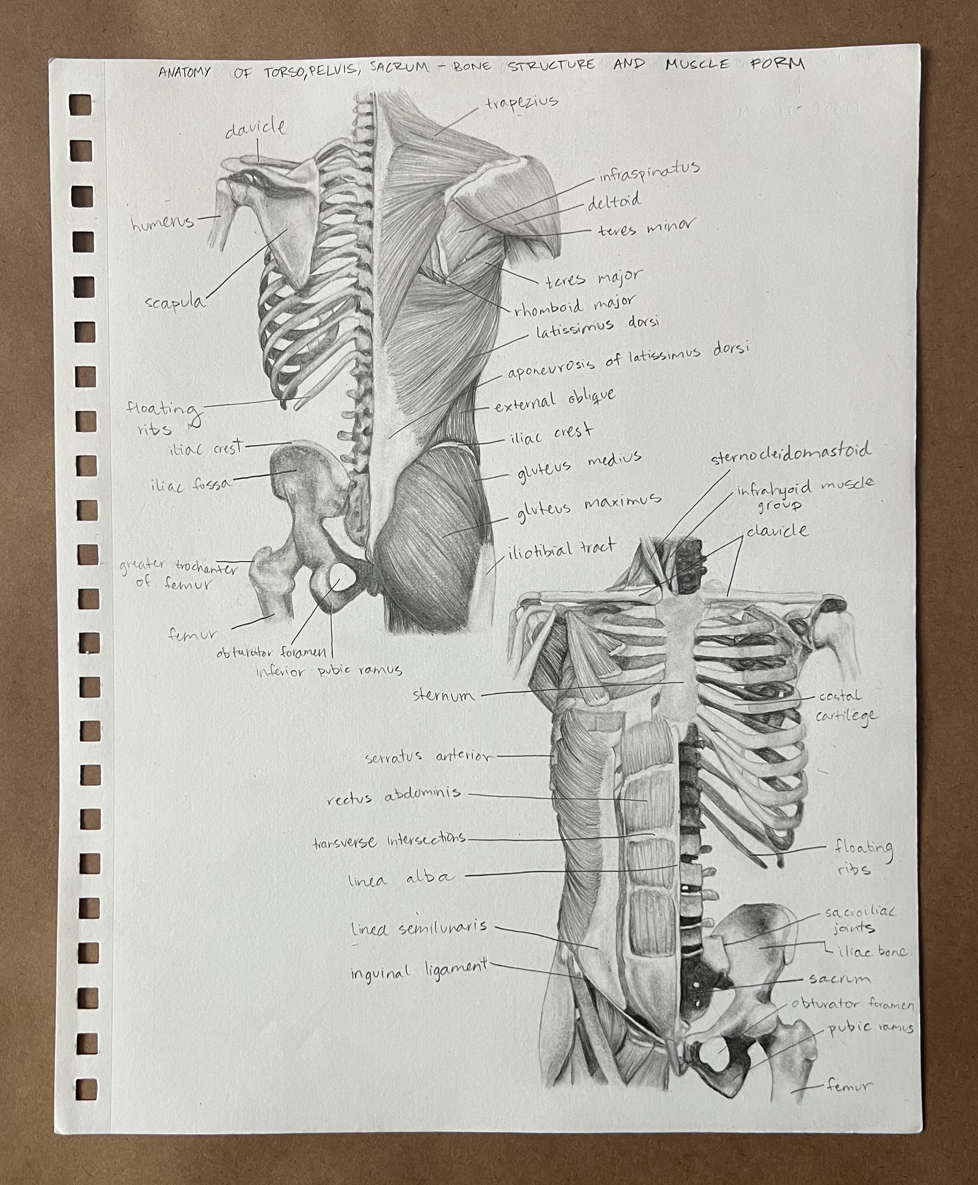 Anatomy #2, Charcoal and Graphite on Paper, 2022