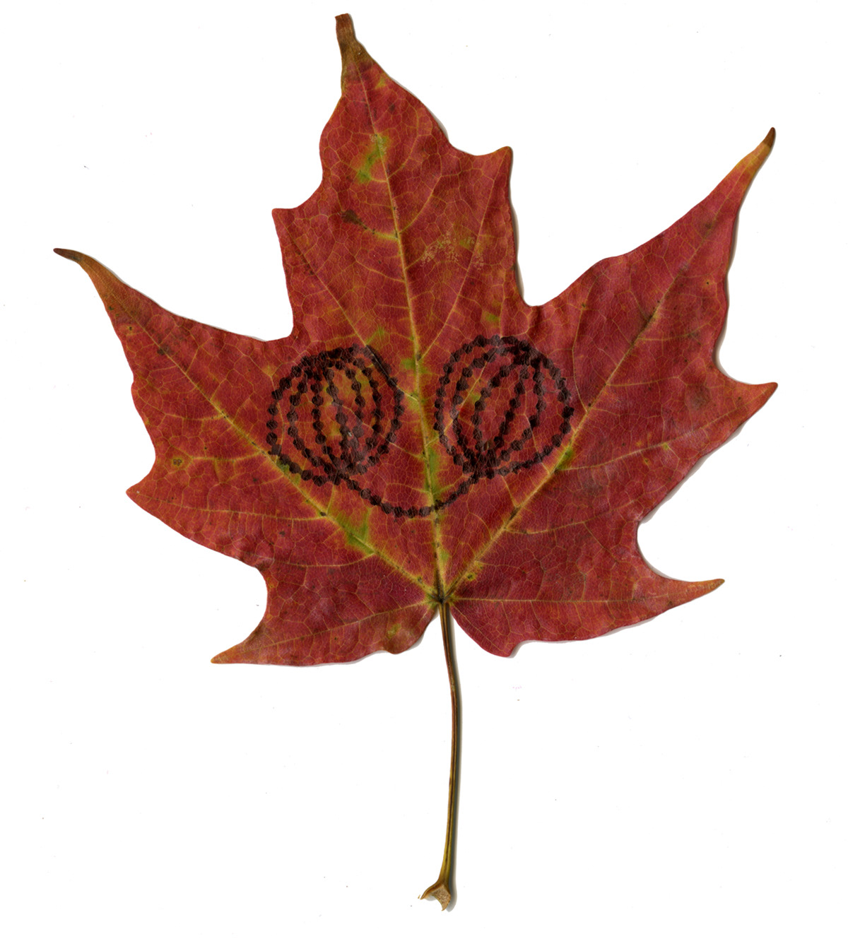 Drawing on Leaves . pen . 2005
