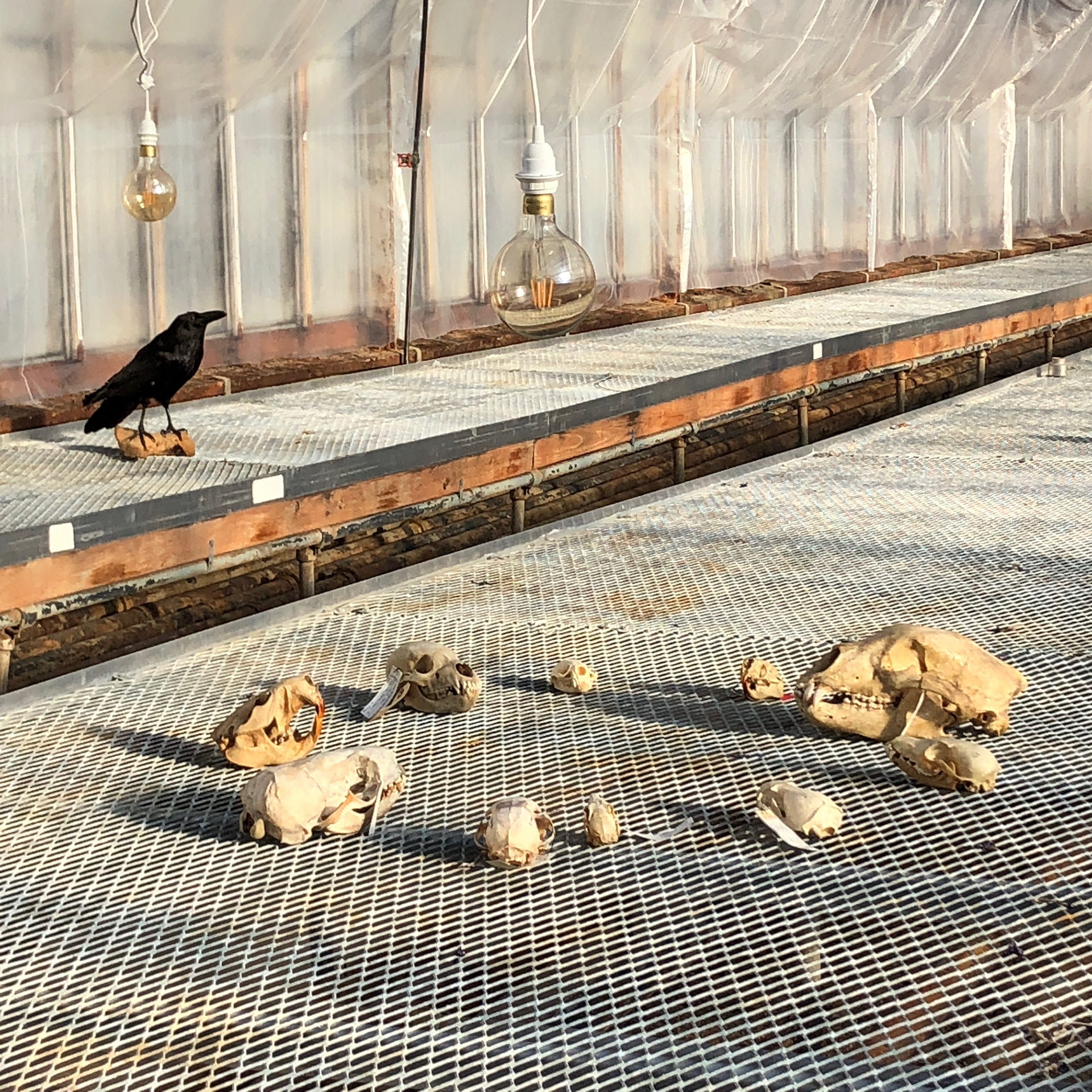 The Raven Speaks to the Assembled Animals . hybrid show in Second Life and OSU East Greenhouses . documentation by amy sillman 2018