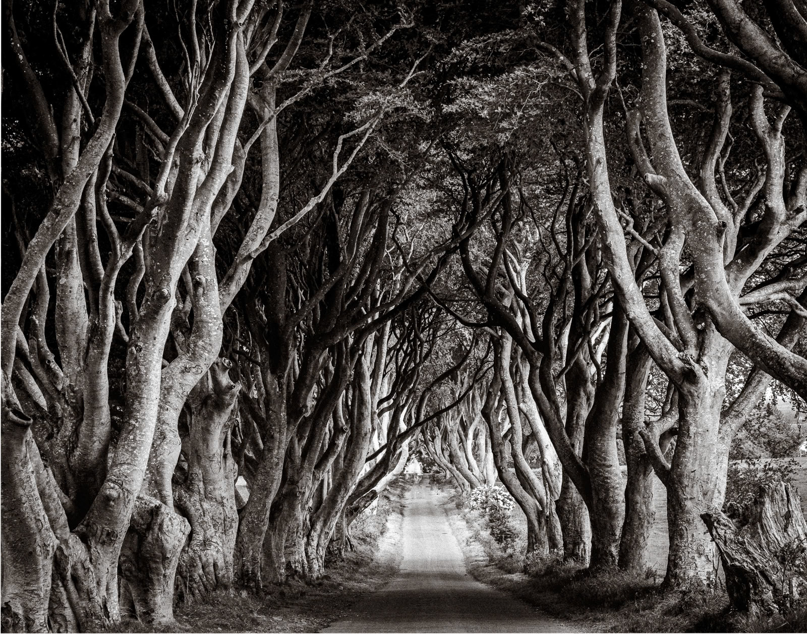 "The Dark Hedges"  -  a filming location for the King's Road in Game of Thrones