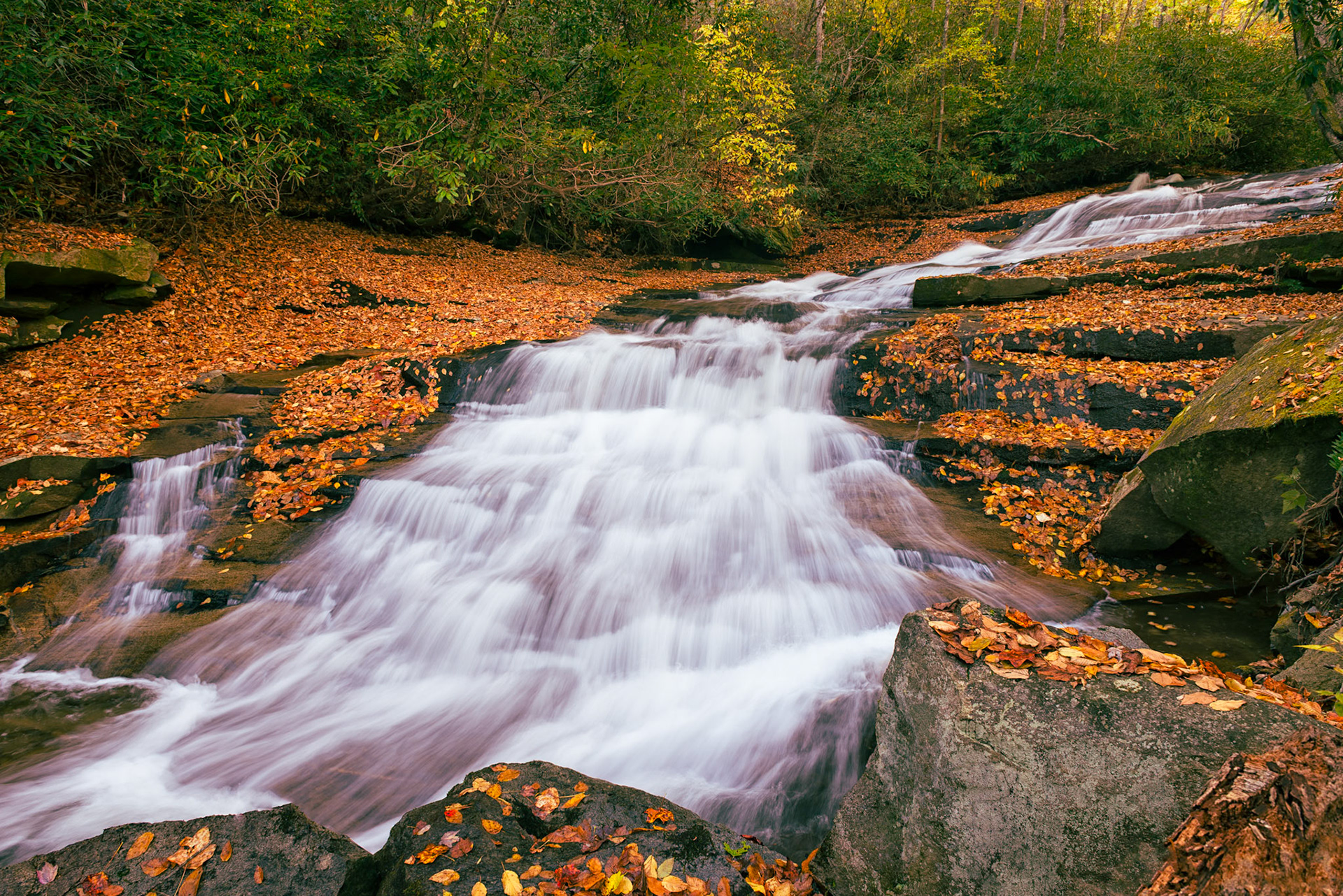 Autumn Gold on Looking Glass Creek