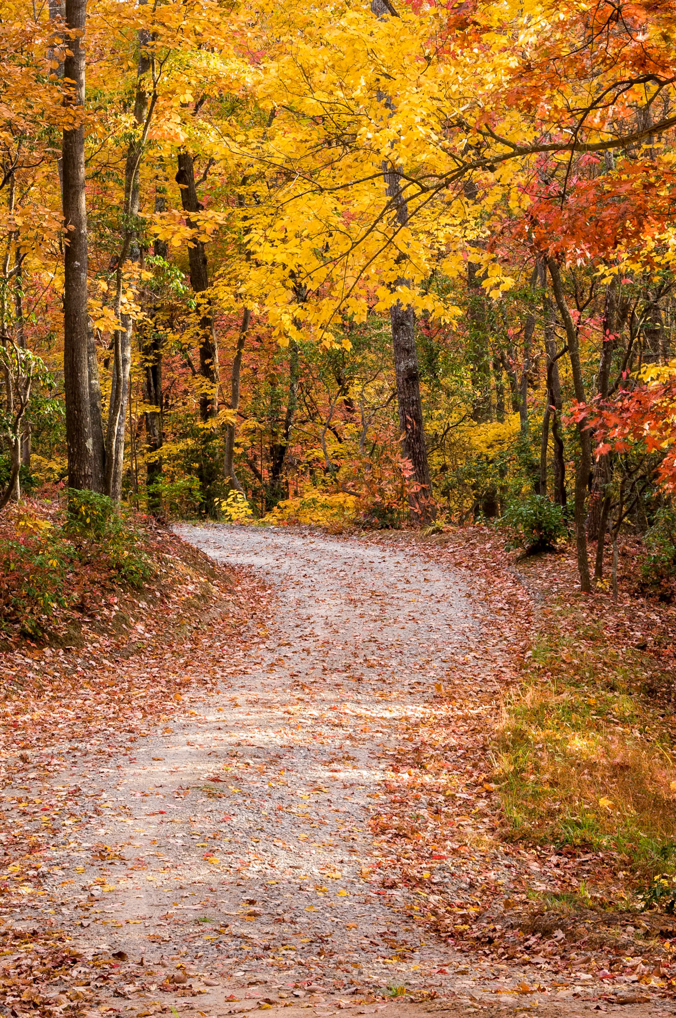 Autumn Road