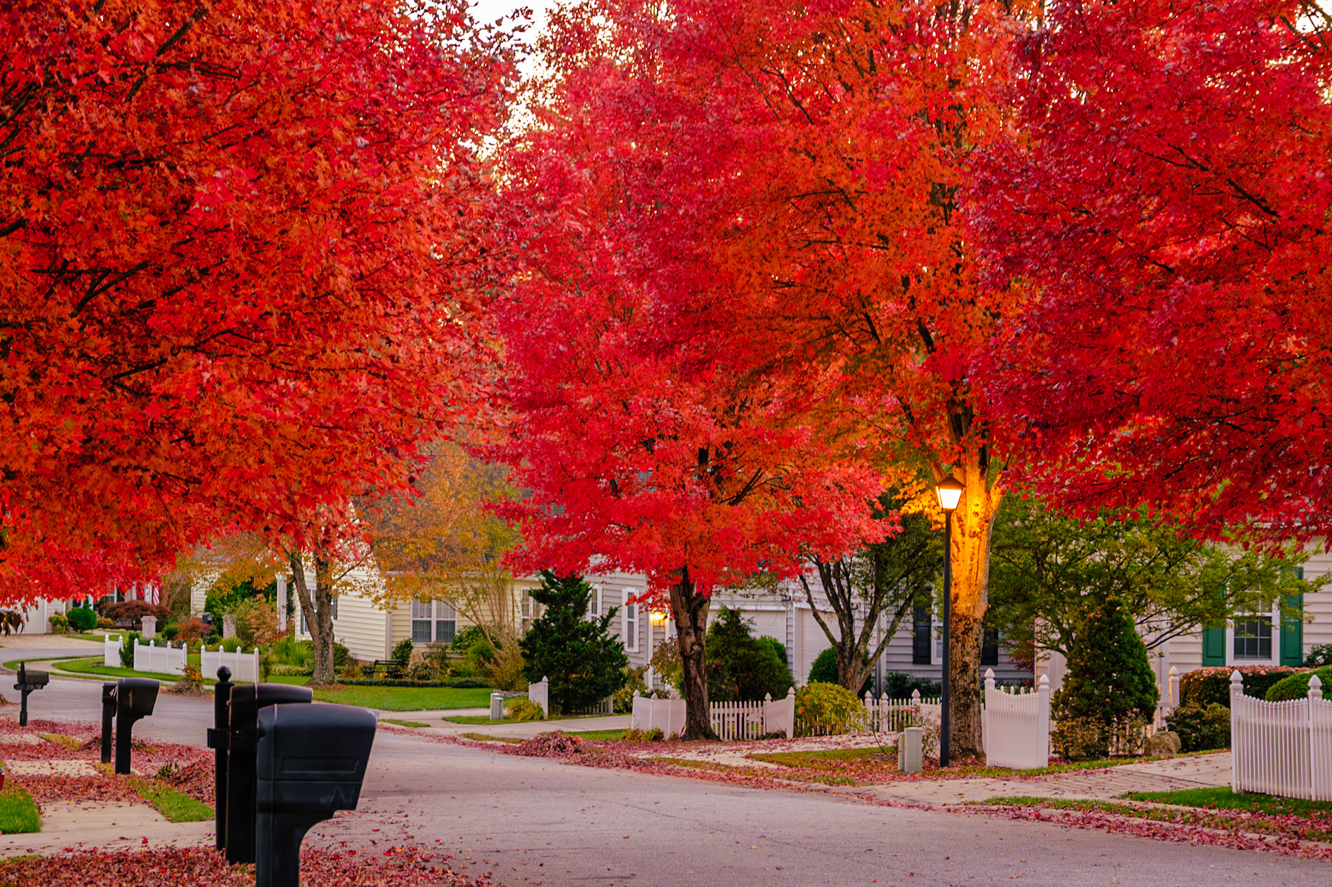 Cambridge Drive Autumn