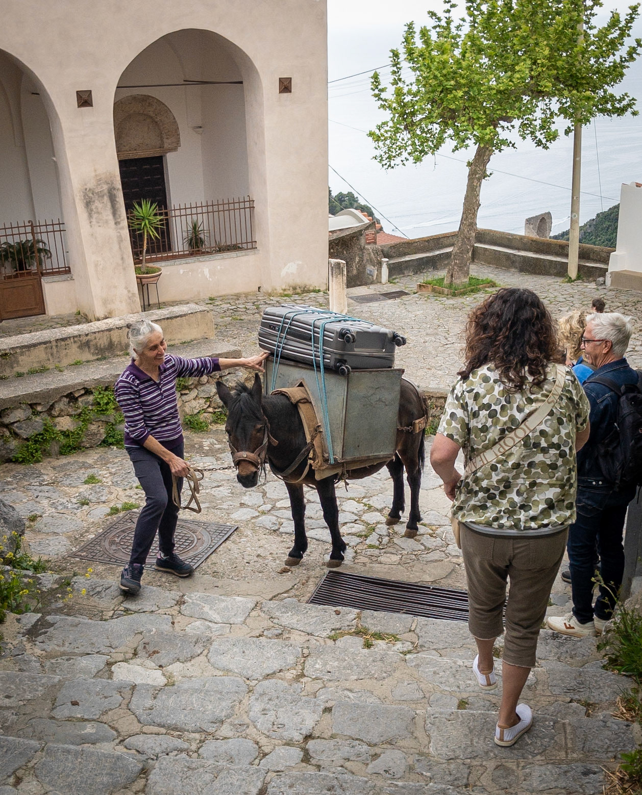Mule luggage carrier in Pontone, in the lemon terraces high above Atrani and Amalfi