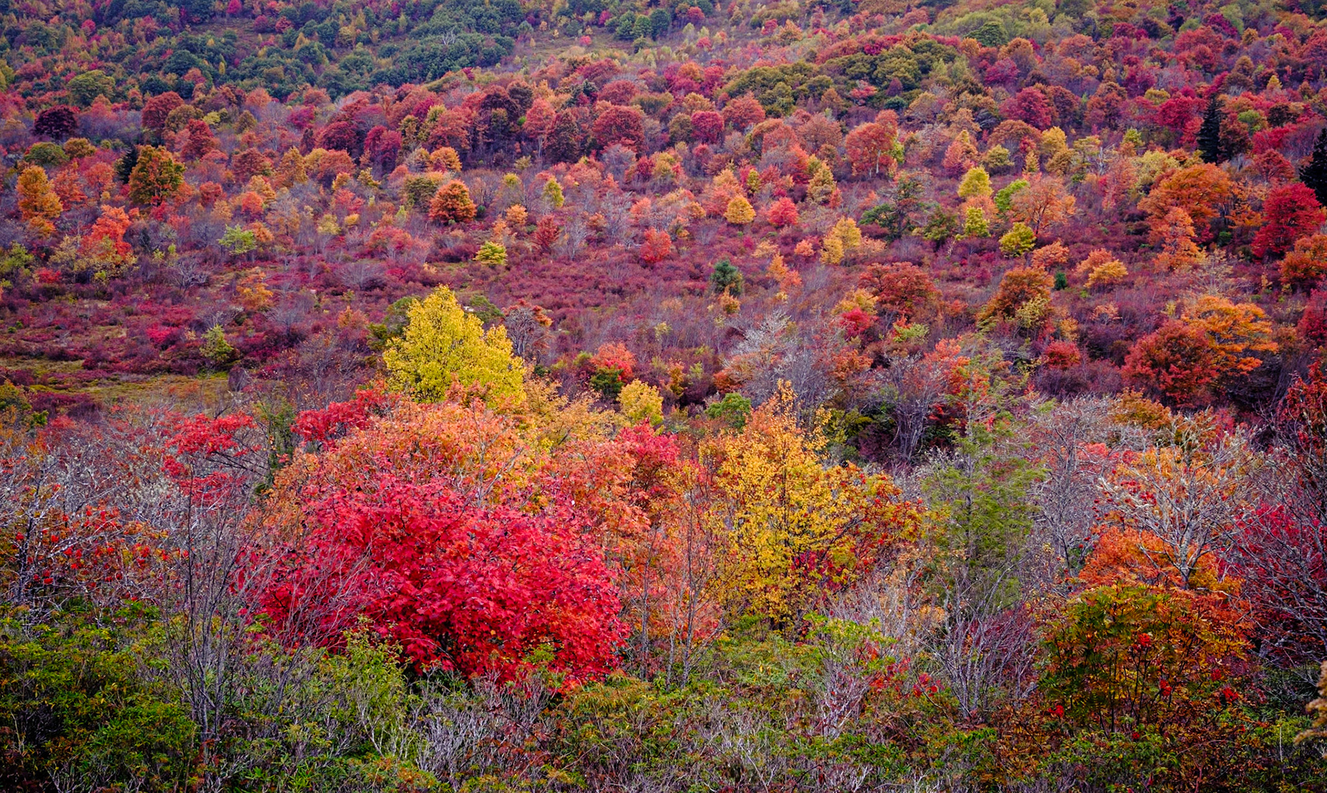 Graveyard Fields