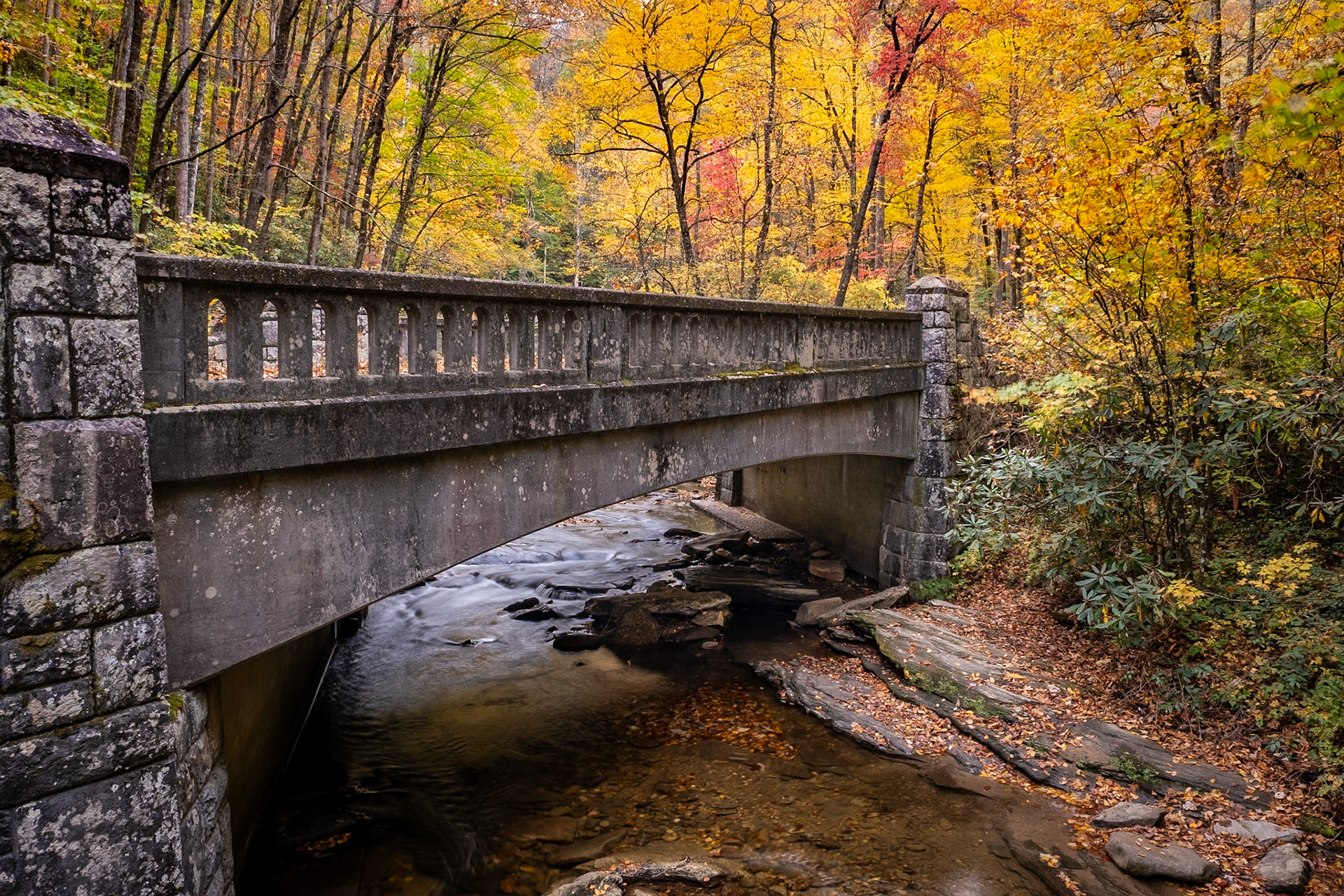 Pisgah National Forest near Brevard