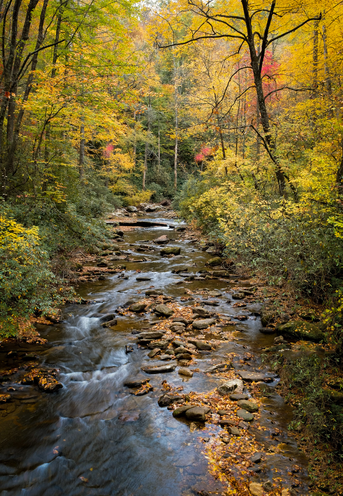 Pisgah National Forest near Brevard