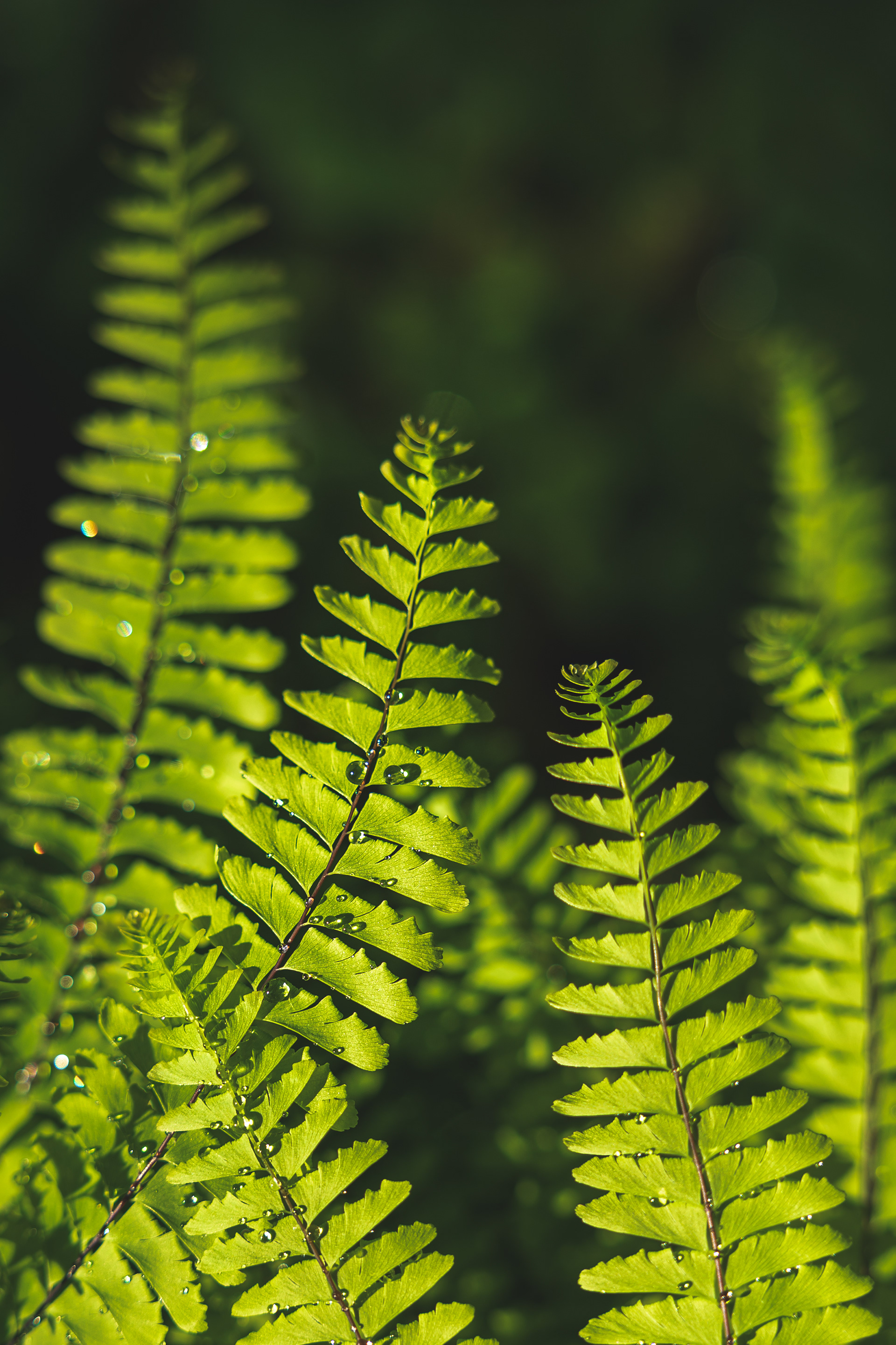 Ferns