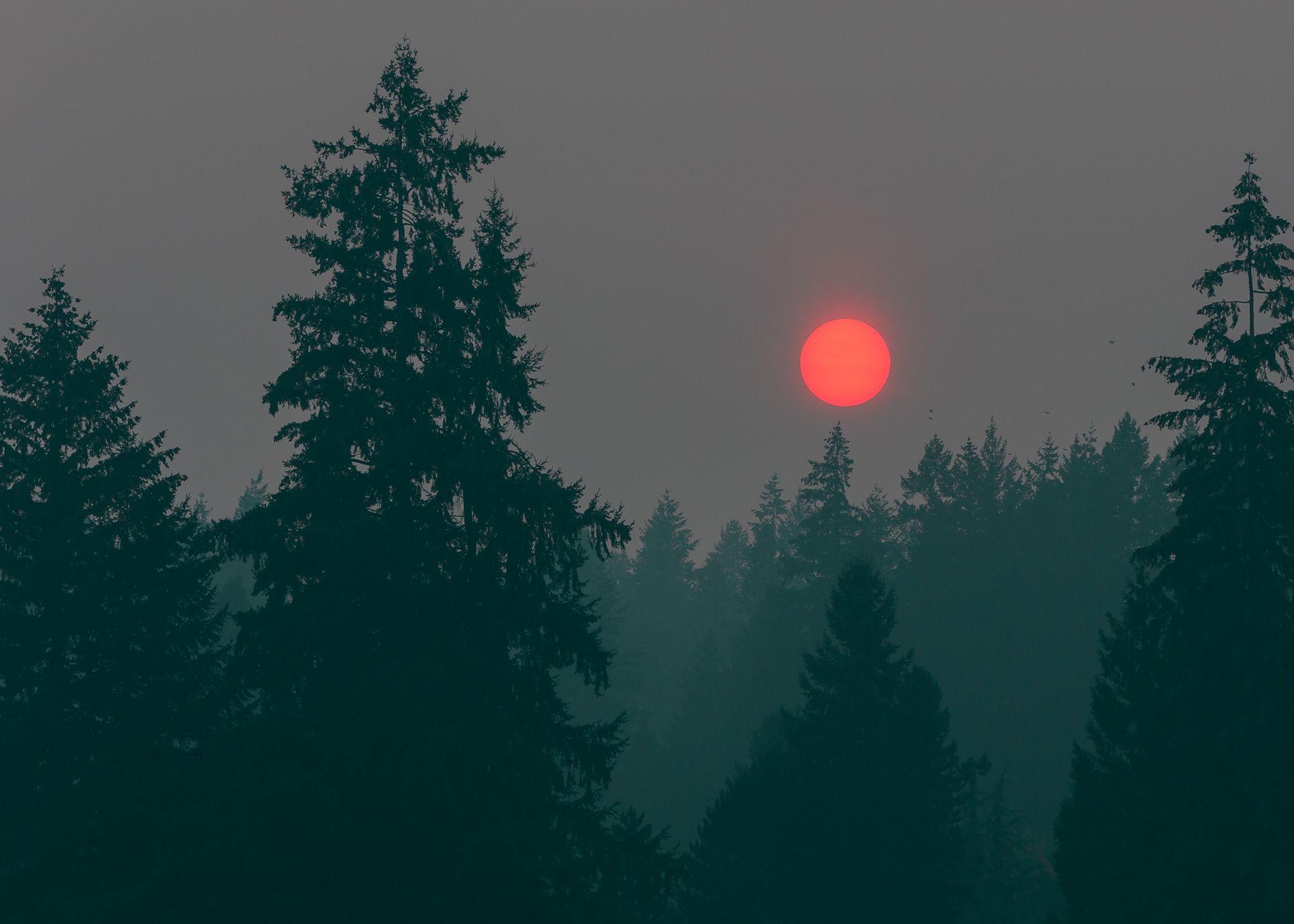 Forest fires