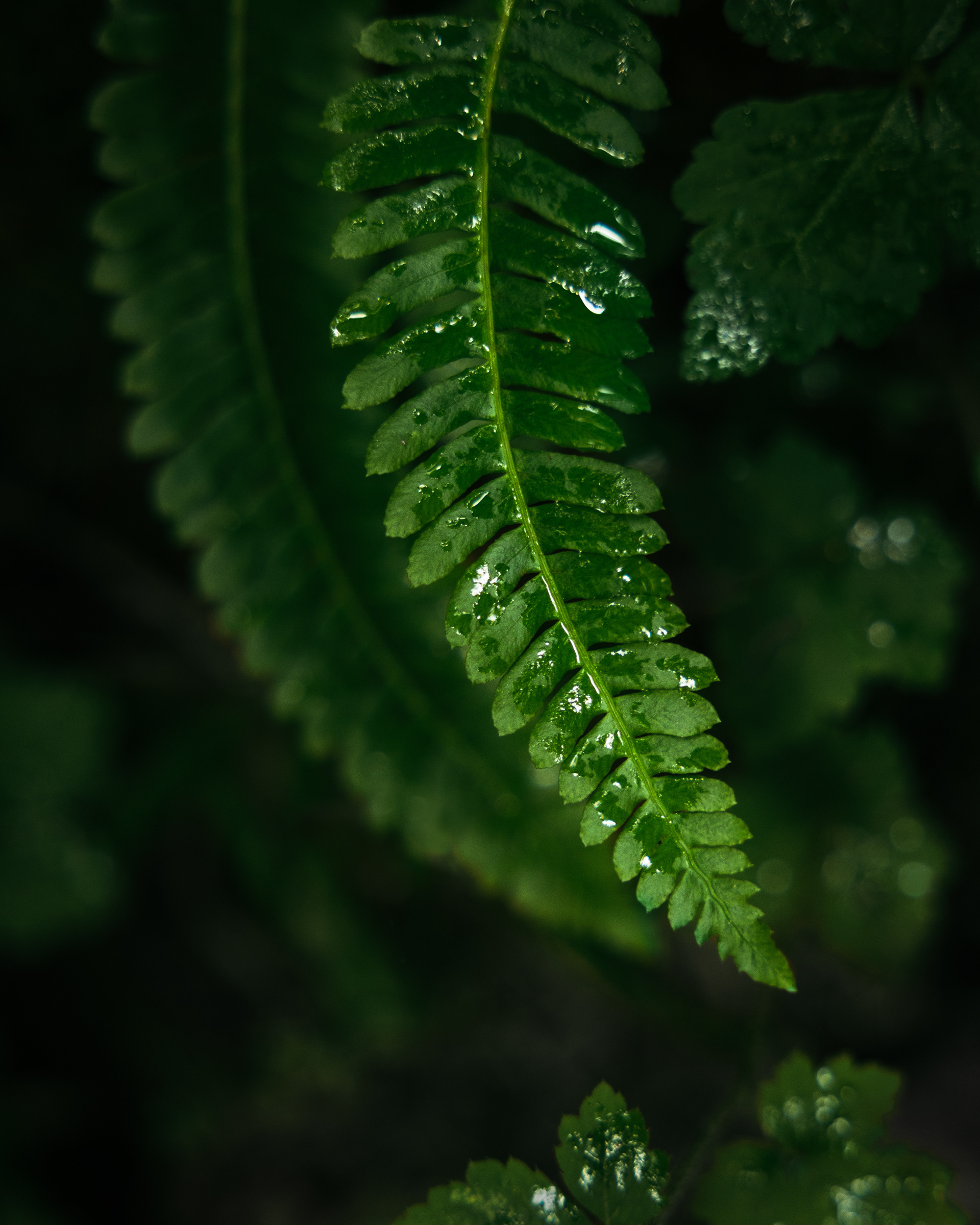 Ferns