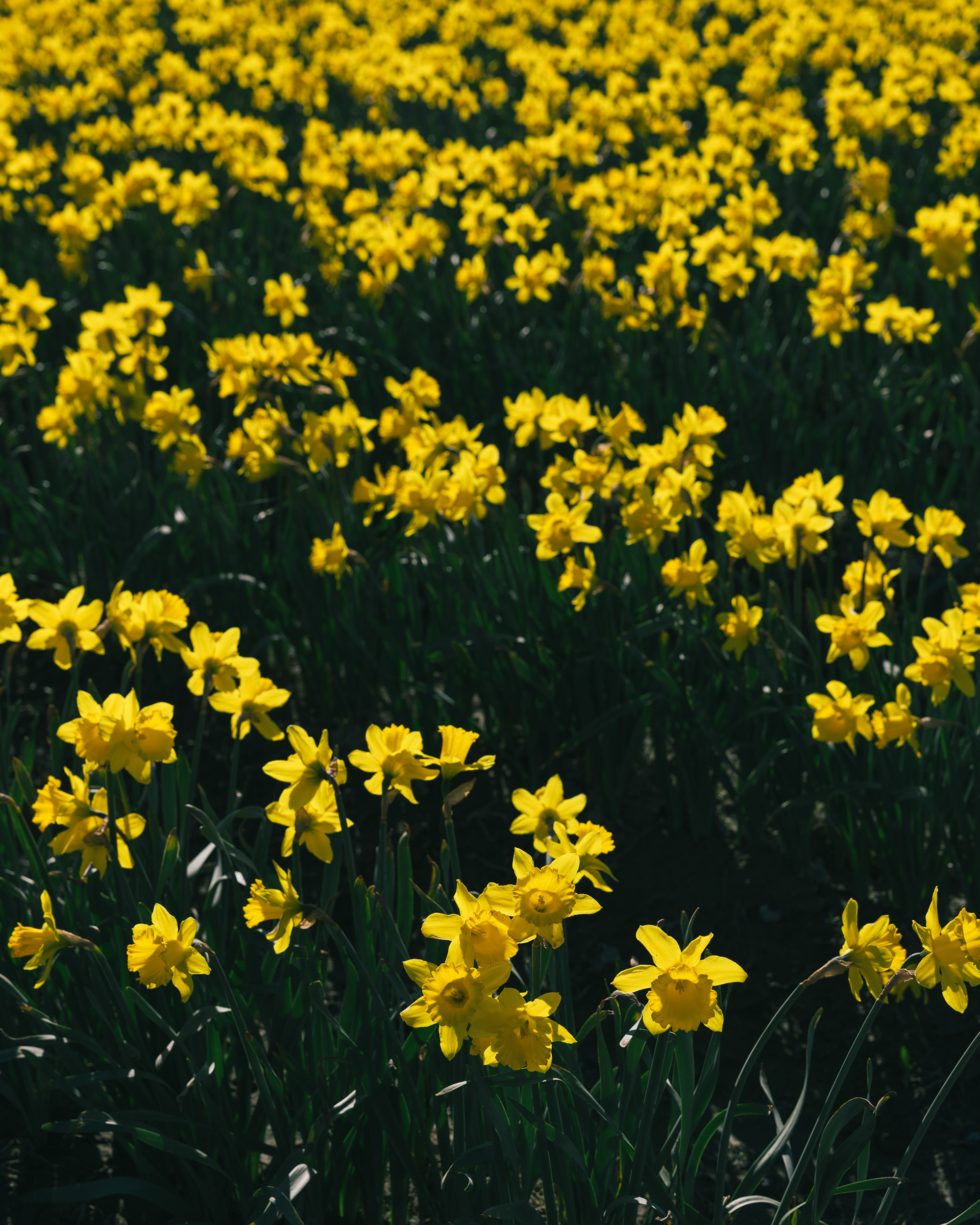Daffodils