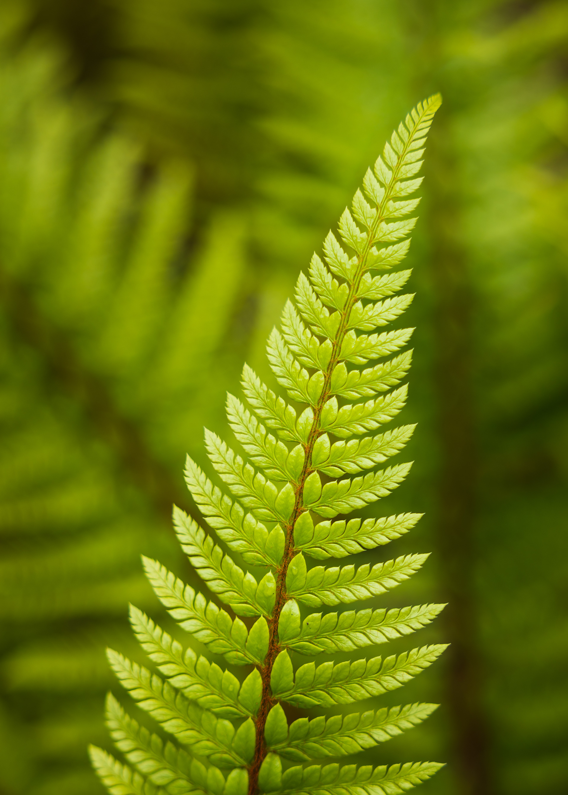 Ferns