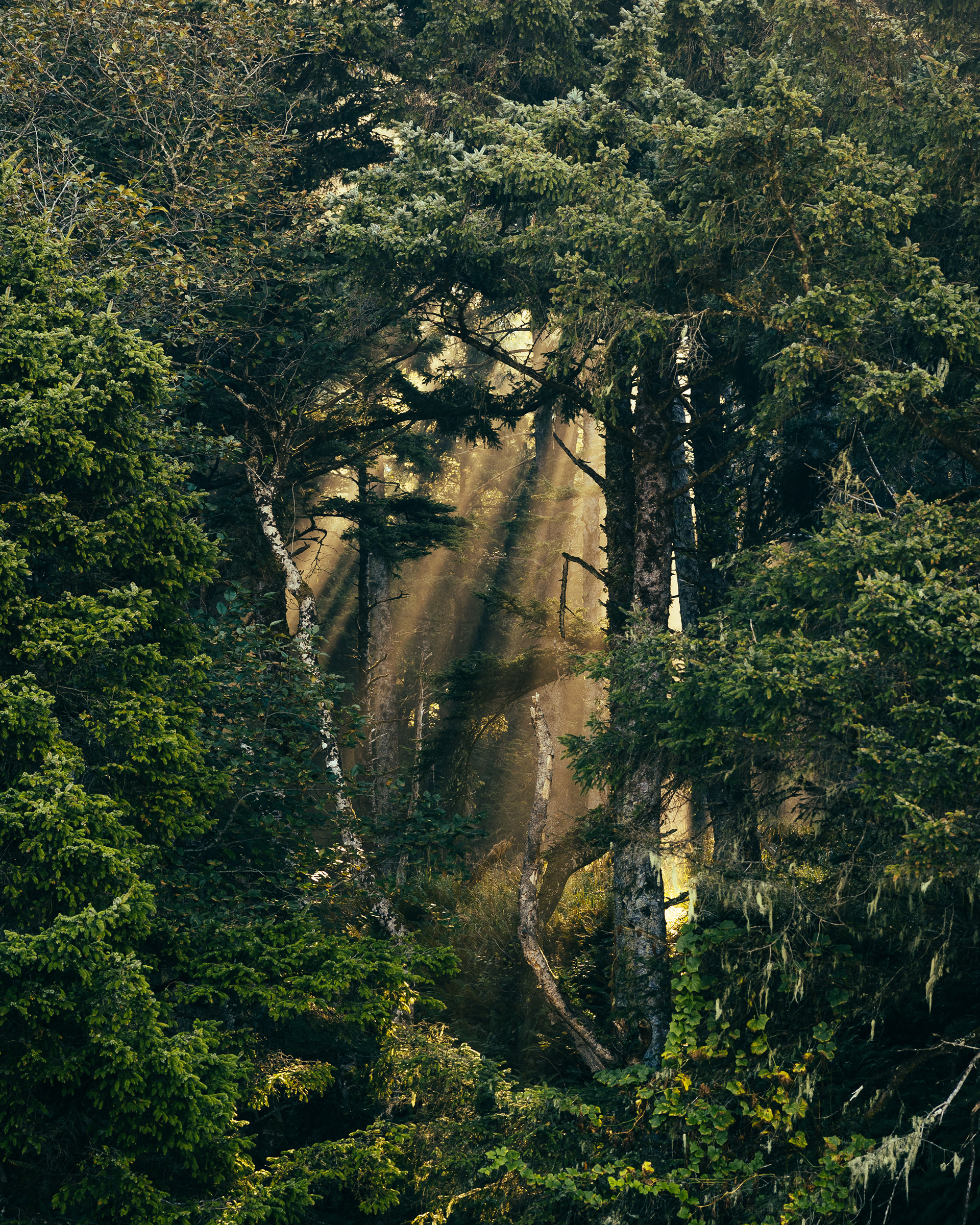 Window into forest