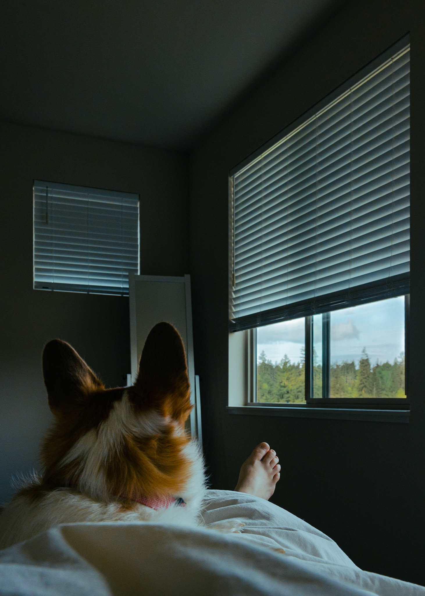 I hope my dog slept well