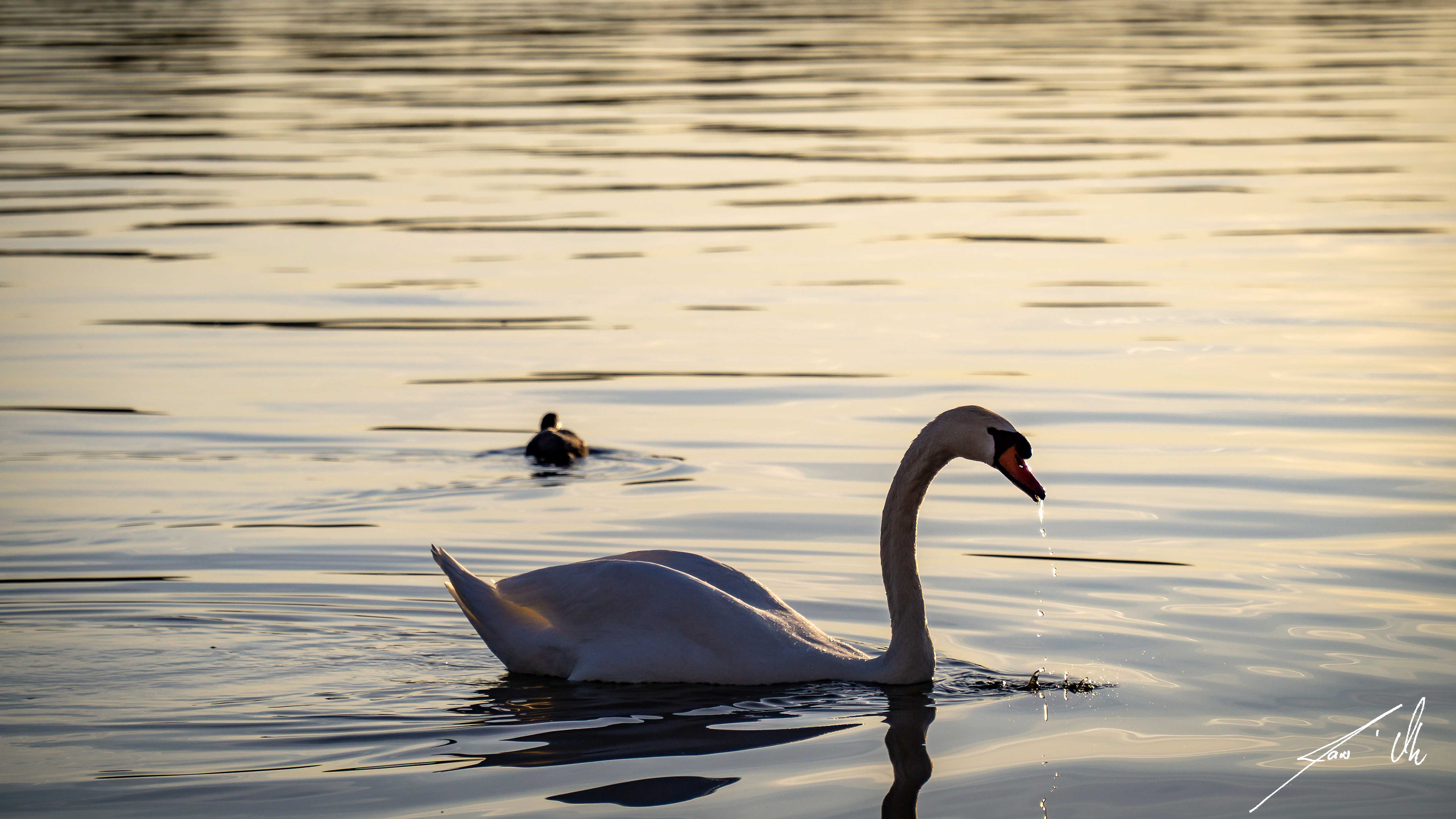 Schwan und Blässhuhn