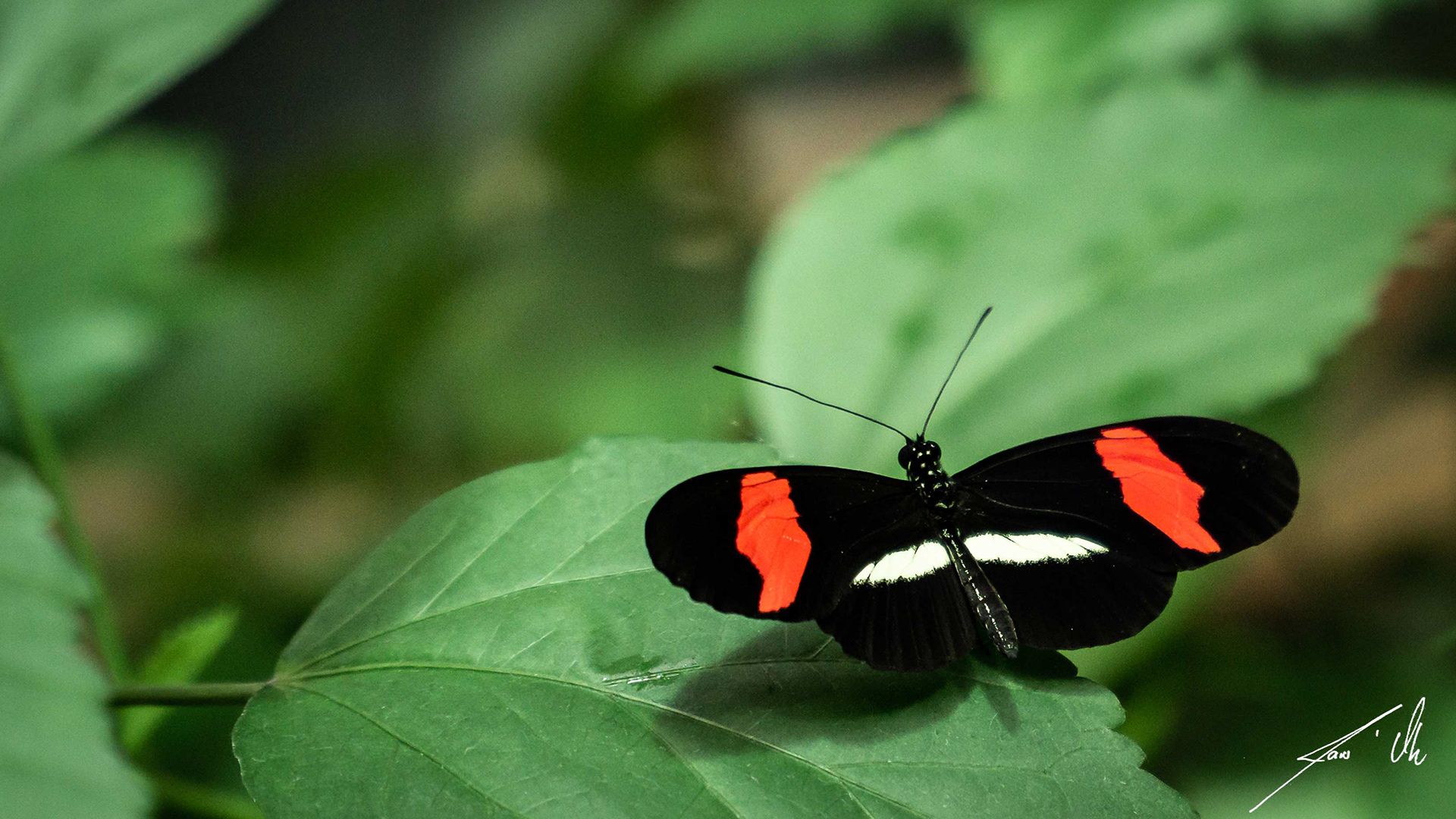 Schmetterling