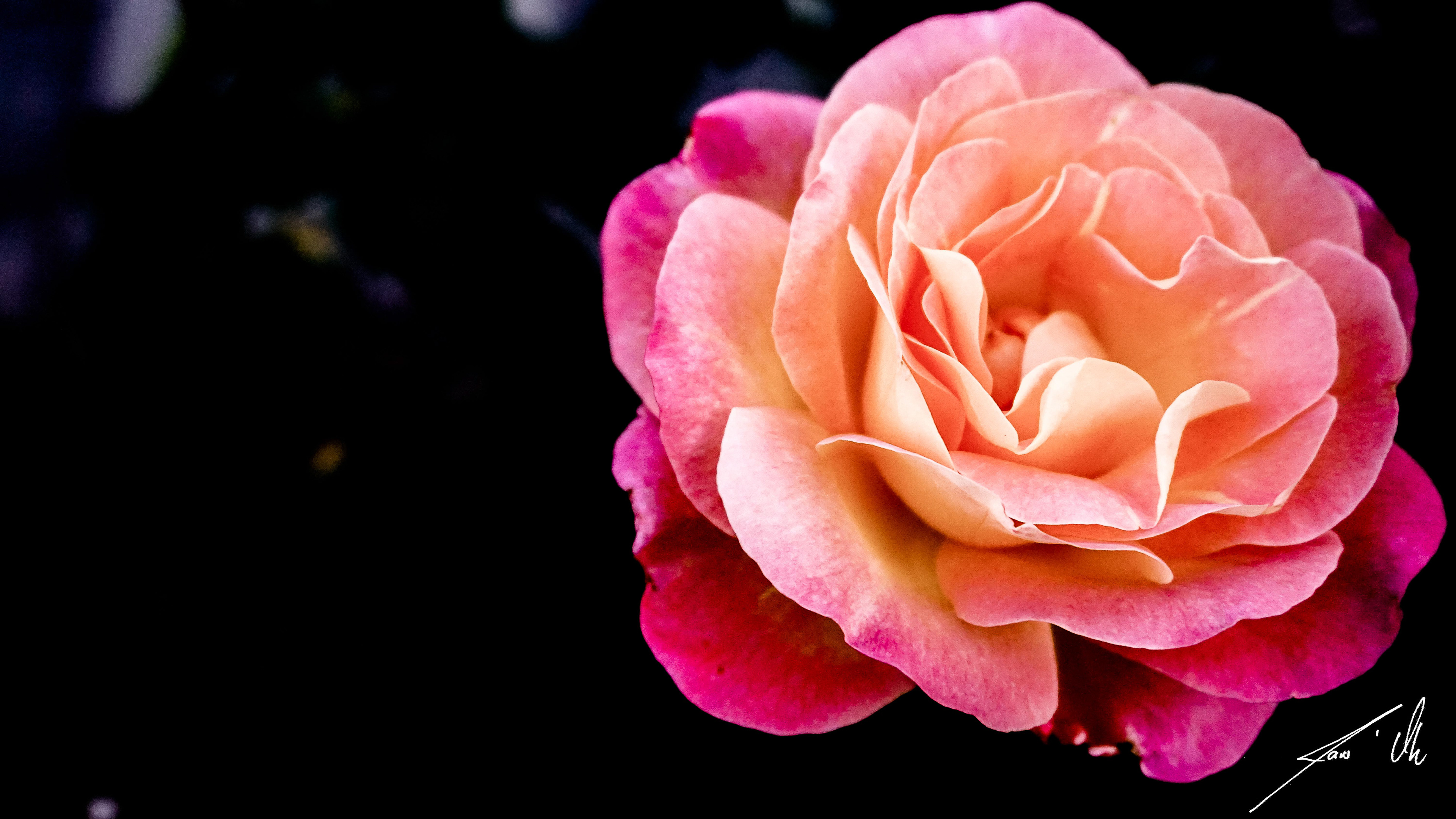 Rose