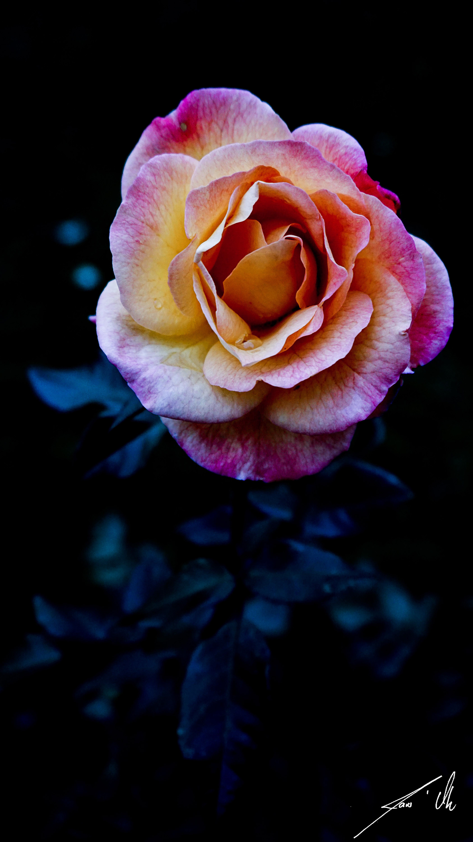 Rose