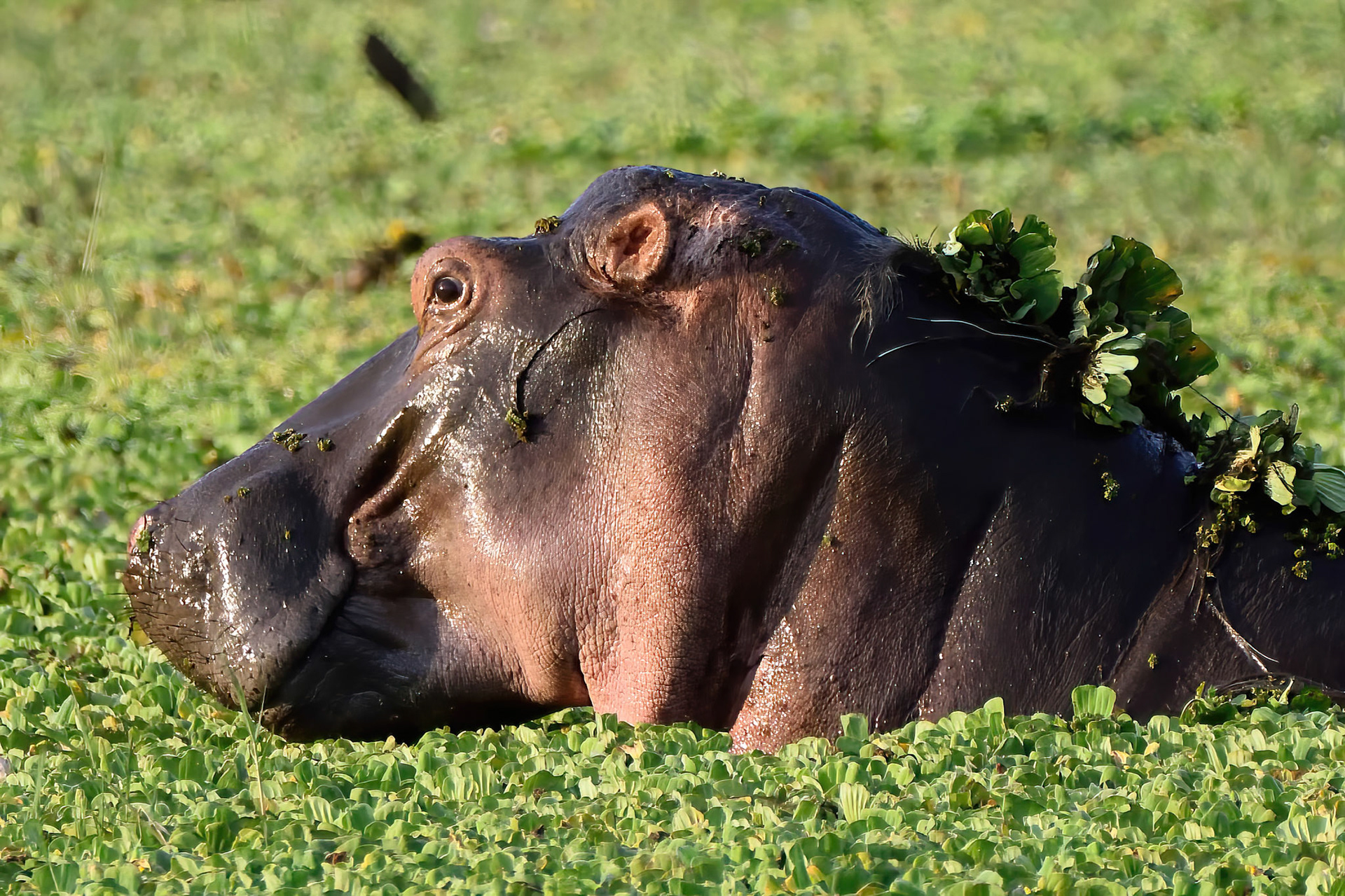 Hippopotamus (Tanzania, Africa)