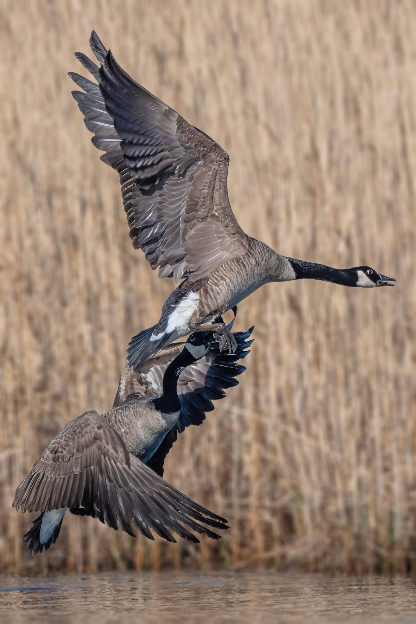 Geese  (Wertheim Refuge, NY)