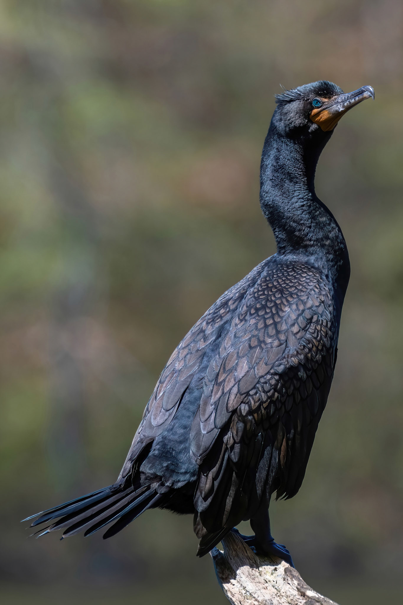 Cormorant (Wertheim Refuge, NY)