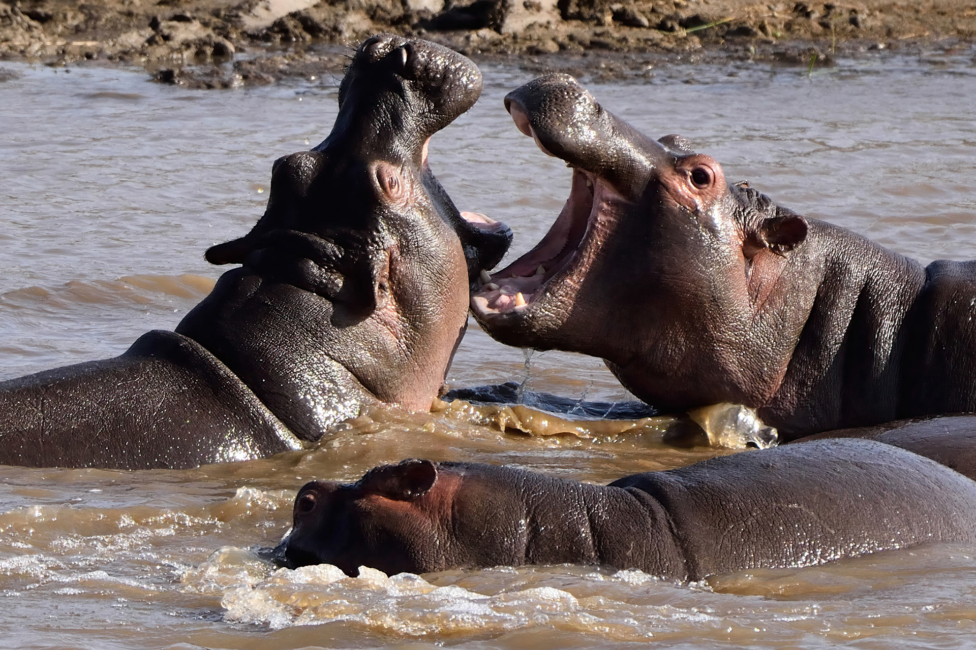 Hippopotamus