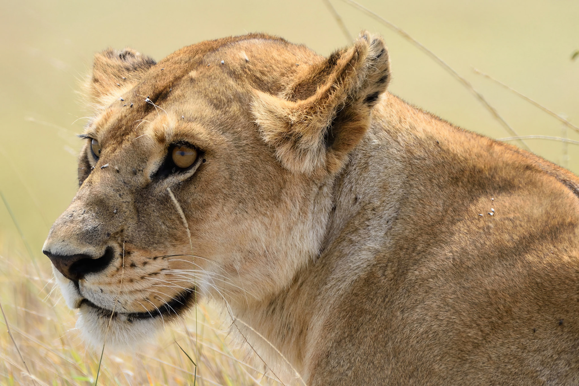 Lion (Tanzania, Africa)