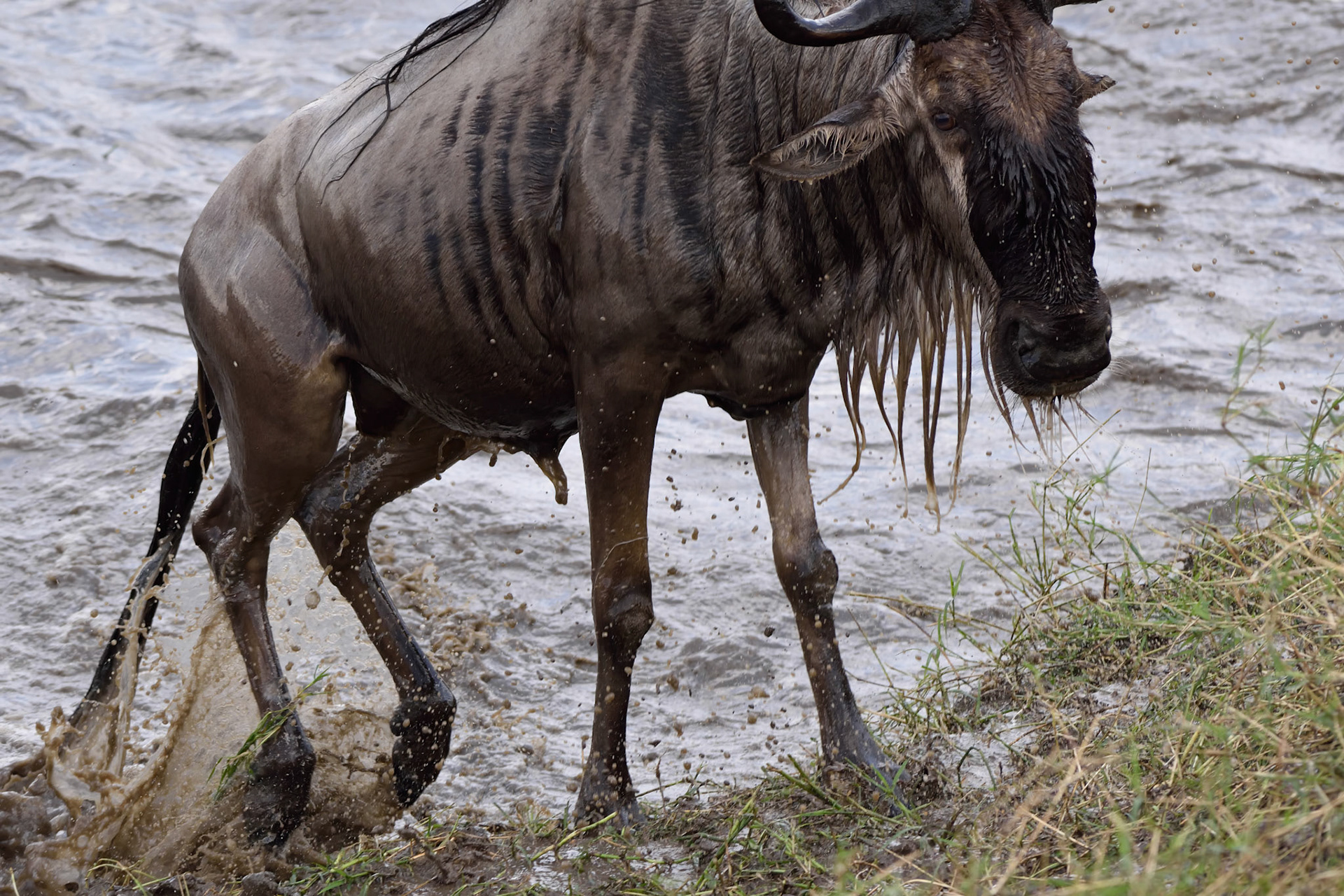 Wildebeest Great Migration