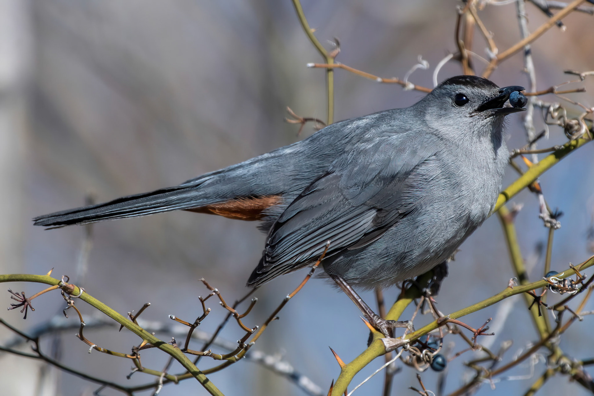 Gray Catbird  (Wertheim Refuge, NY)