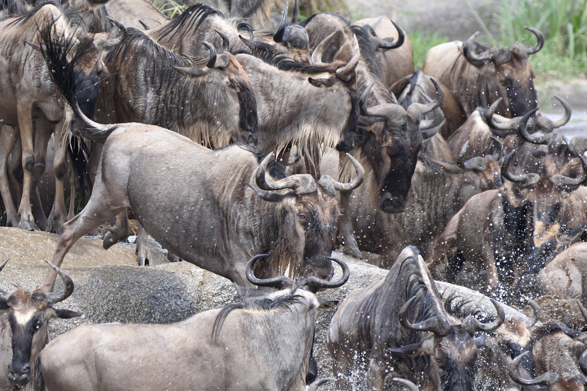Wildebeest Great Migration