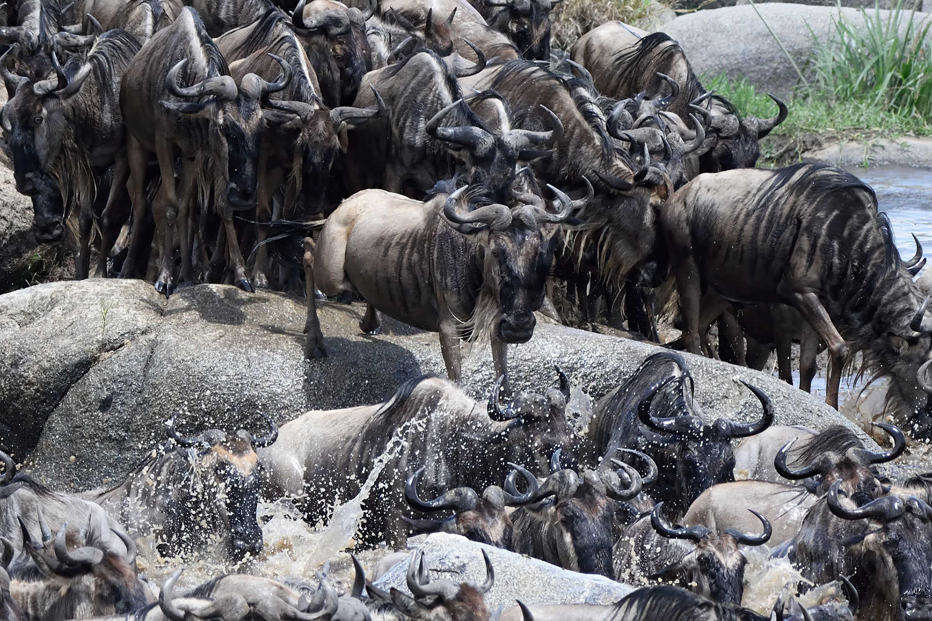 Wildebeest Great Migration