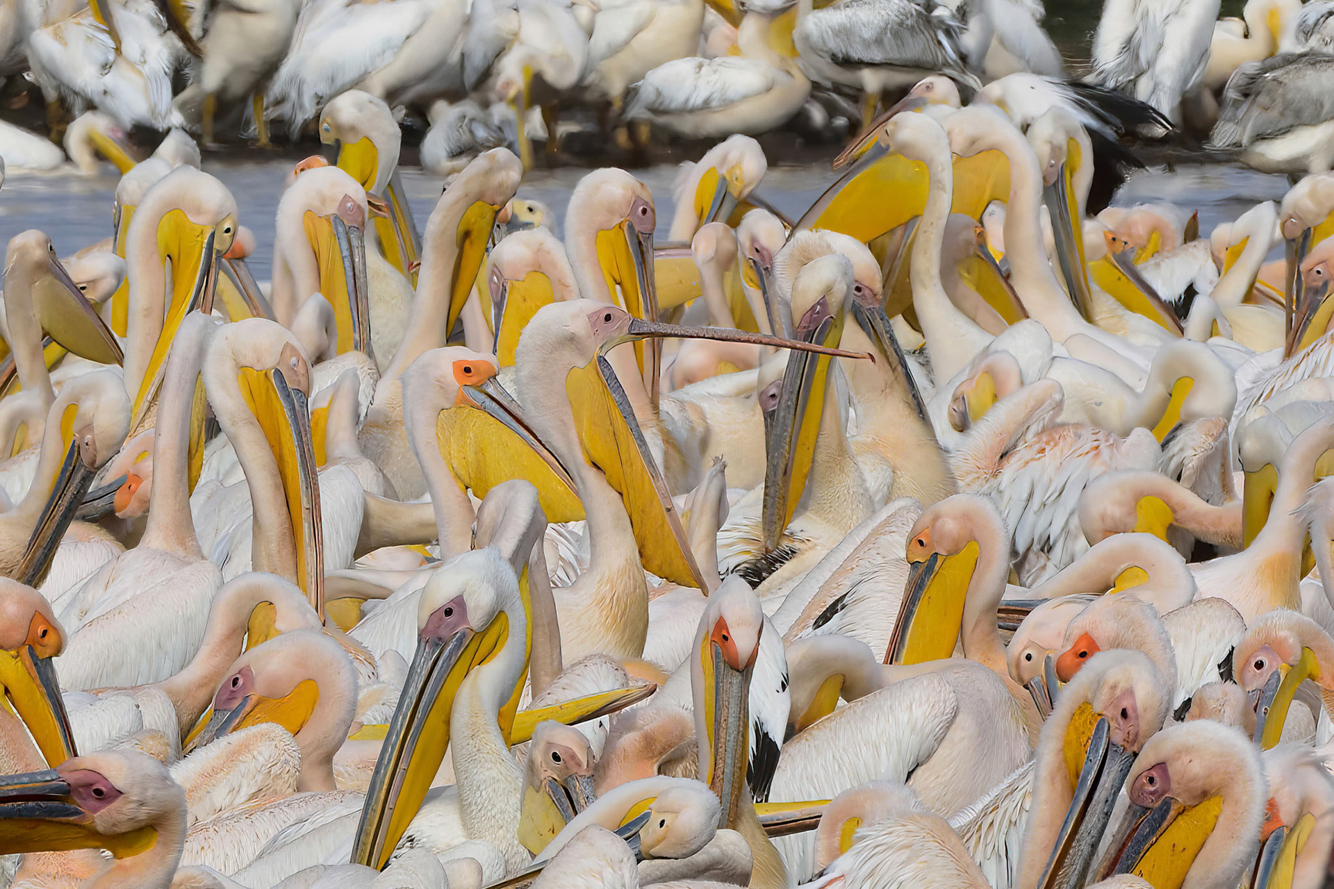 Great White Pelicans (Tanzania, Africa)