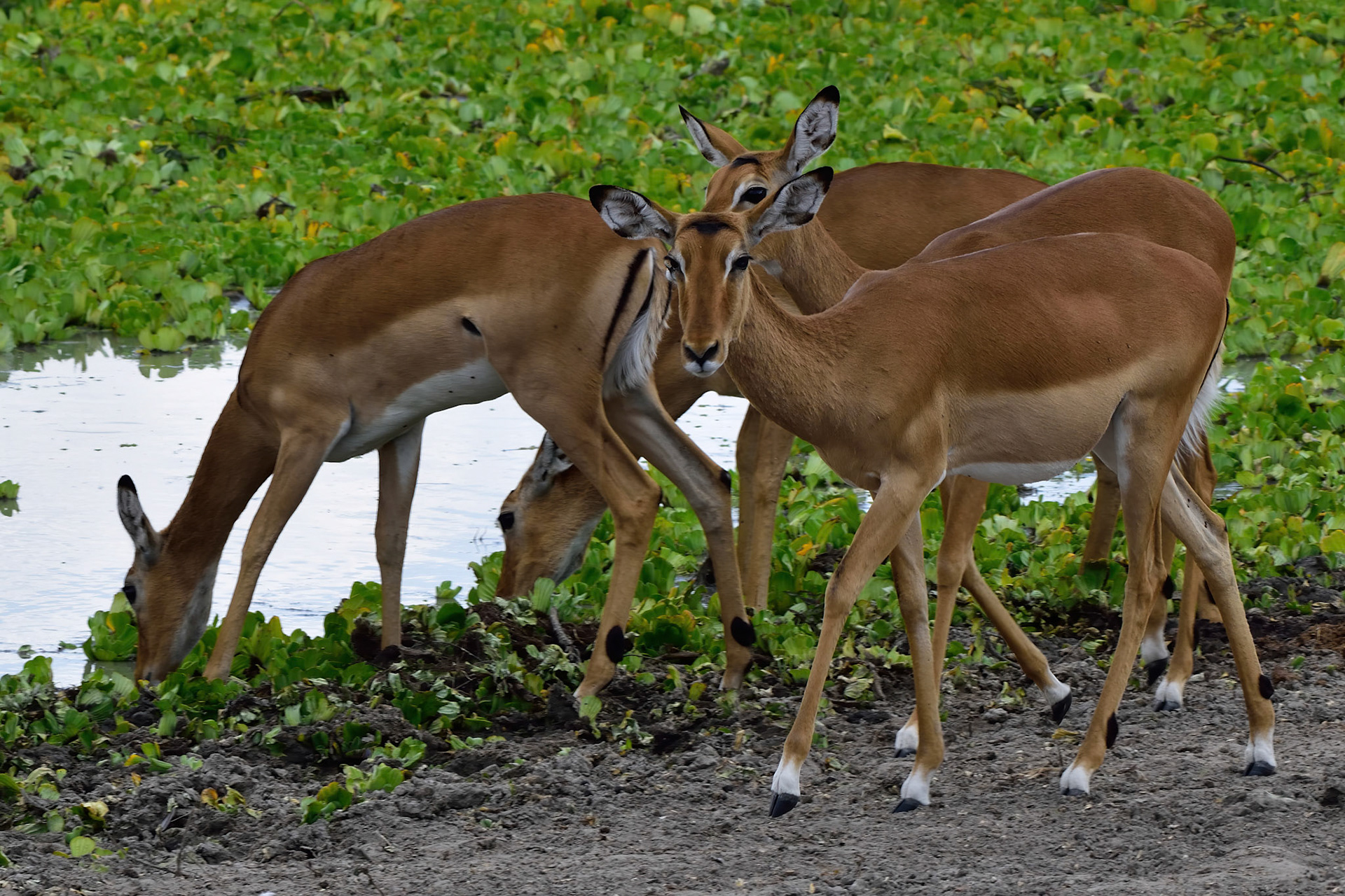Impala Antelope
