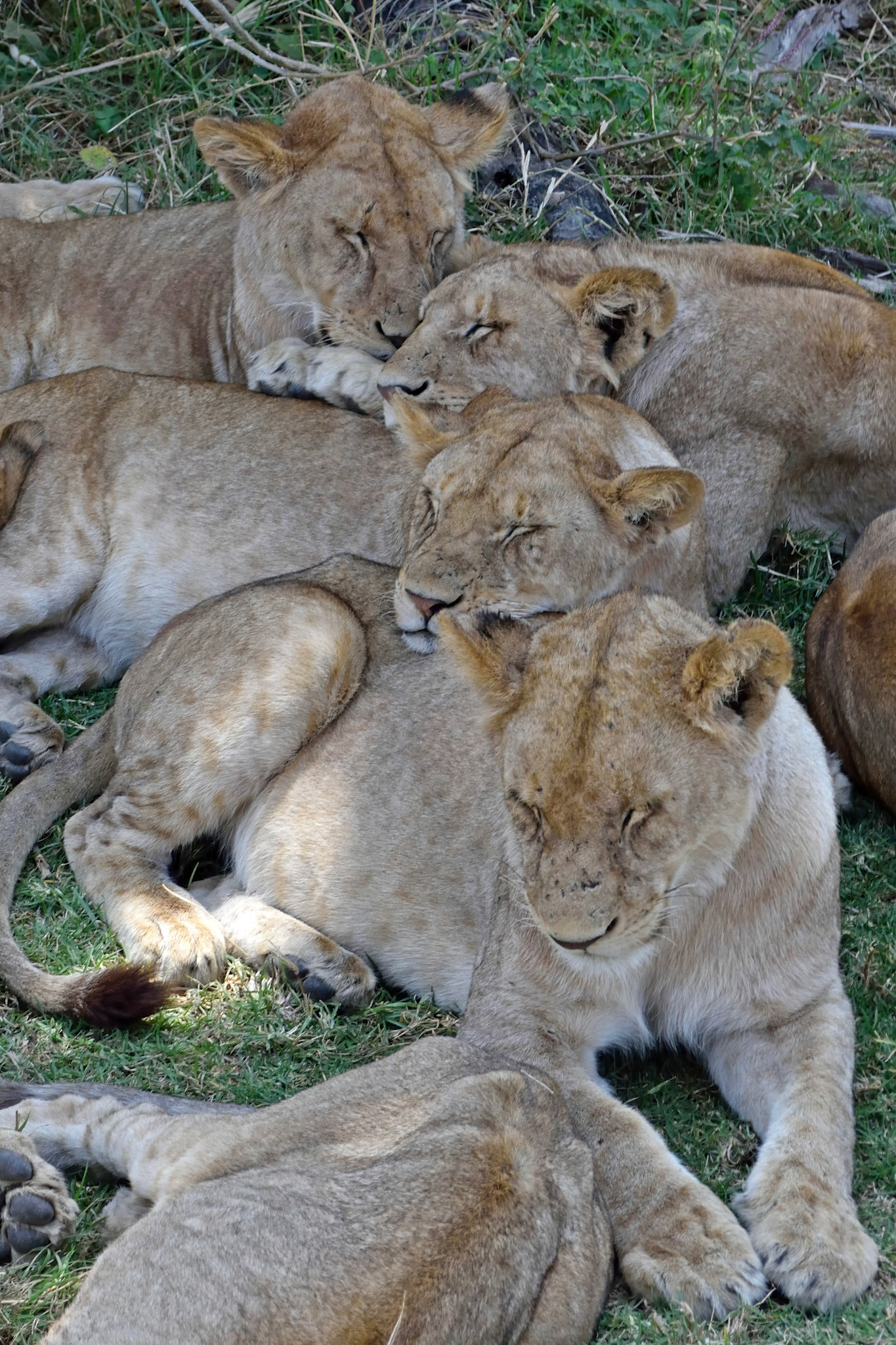 Lions